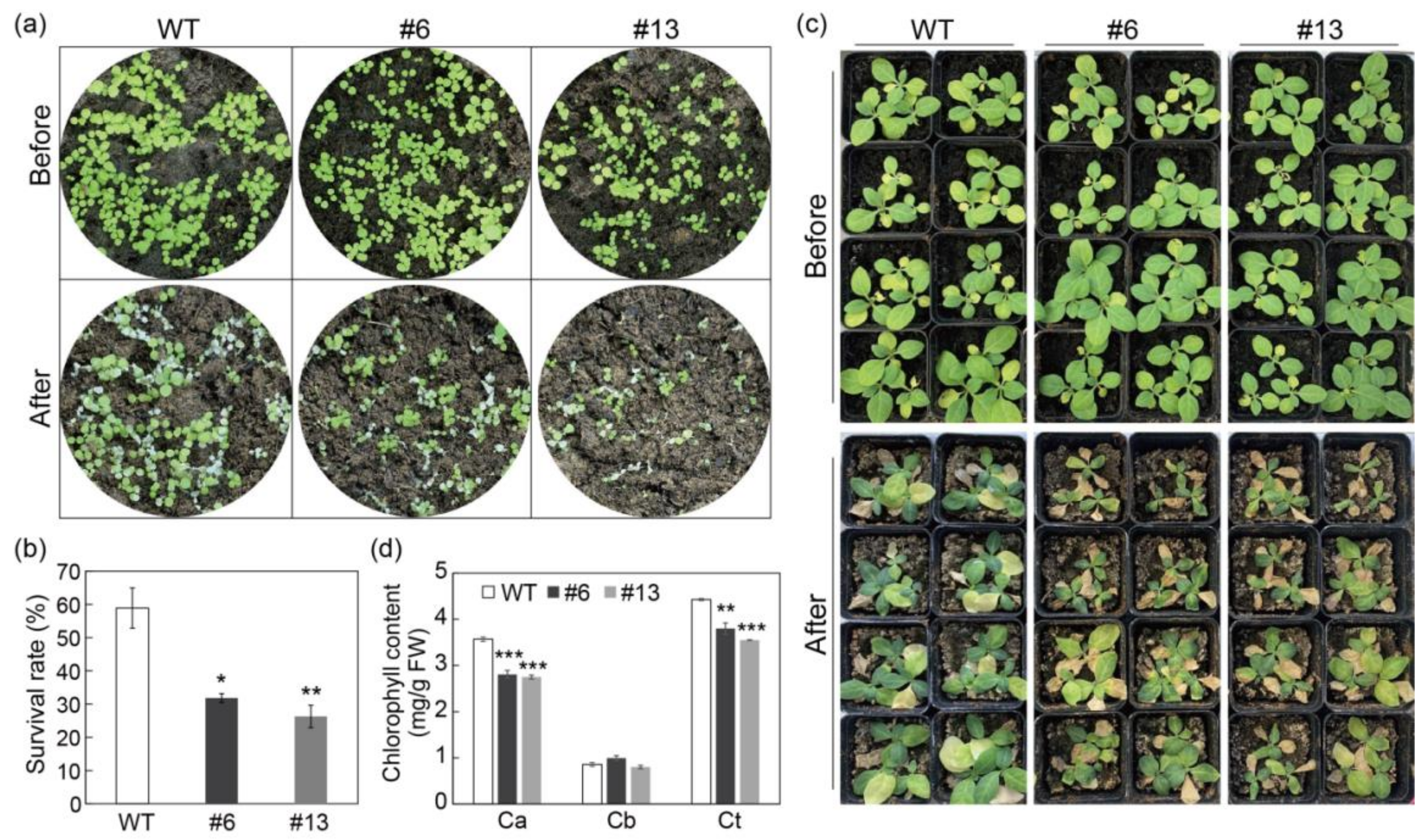 Antioxidants 10 01388 g005