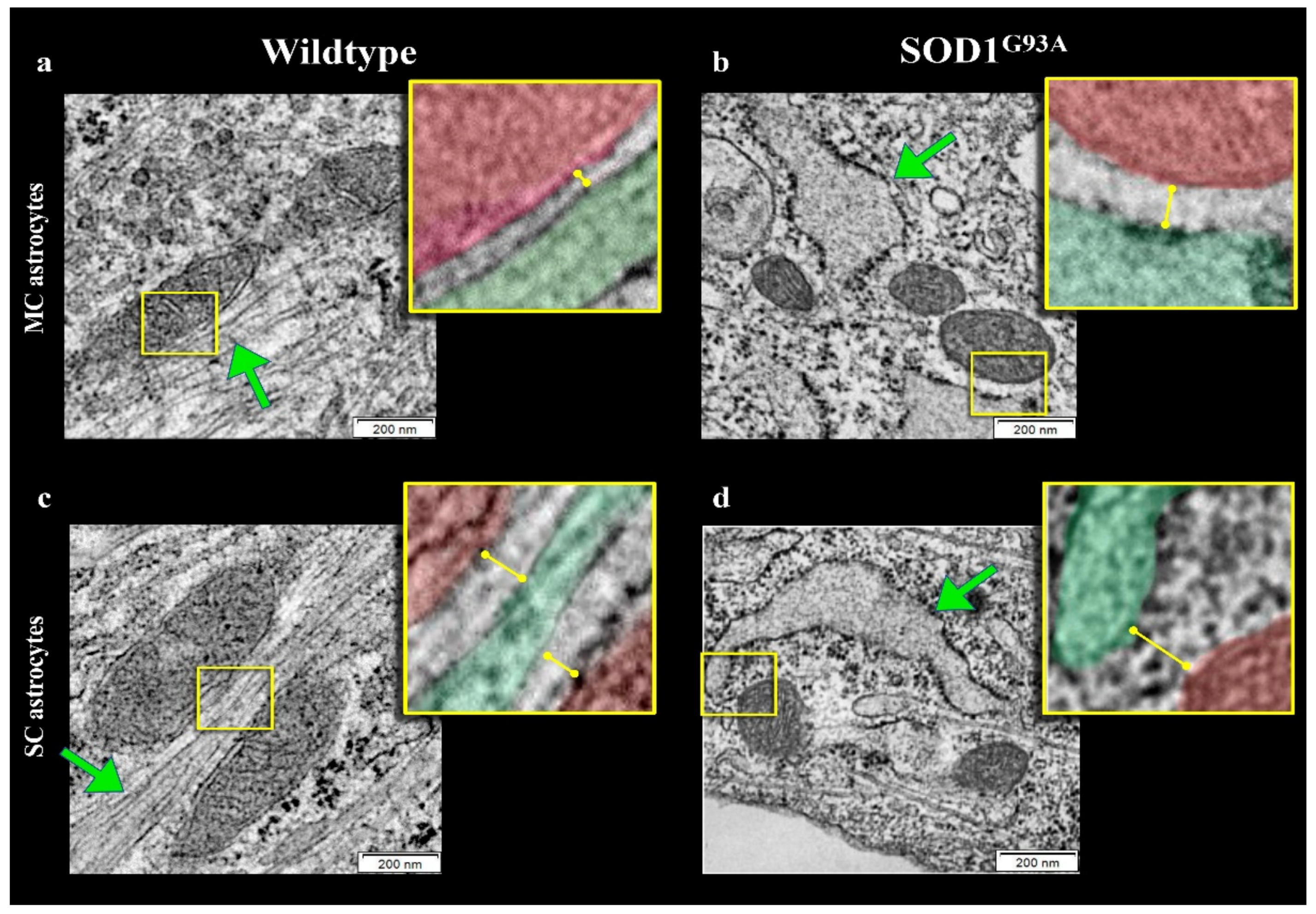 Antioxidants 10 01392 g005 550