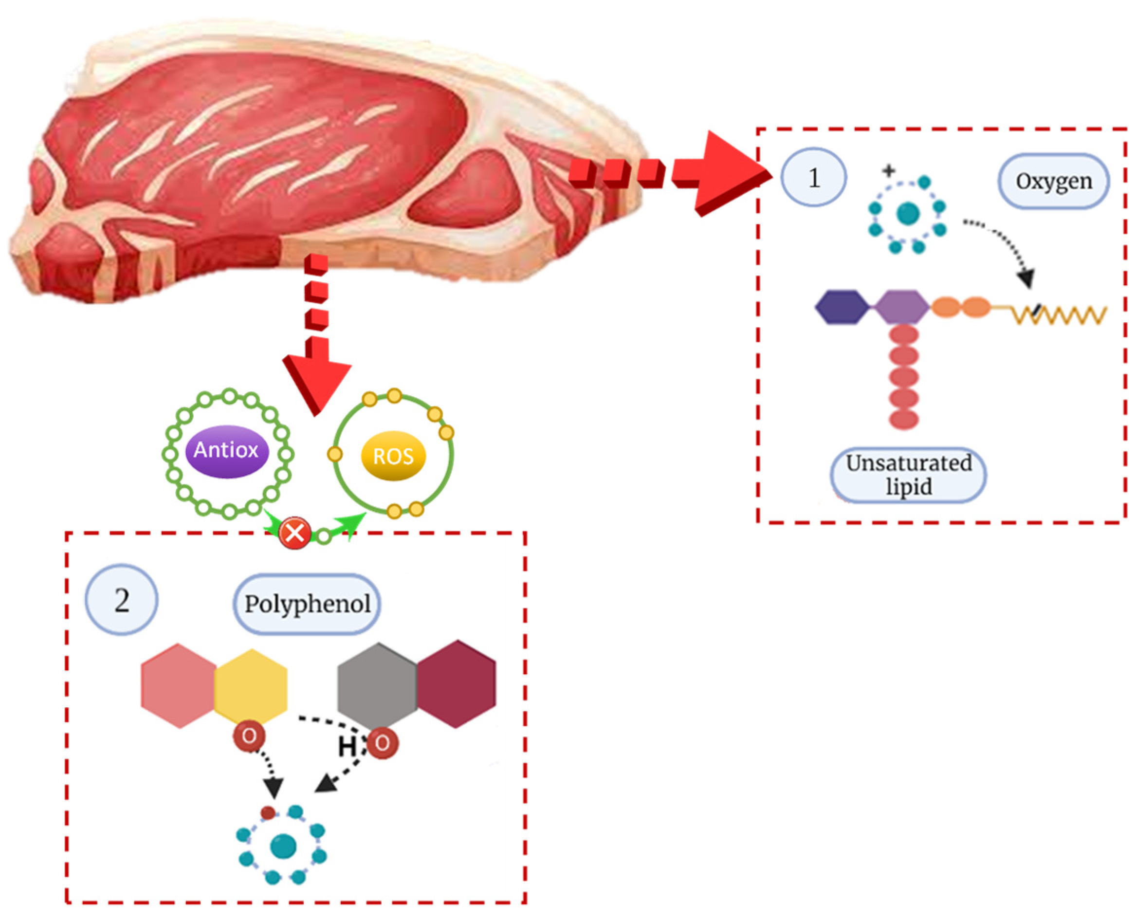 Antioxidants 10 01396 g003