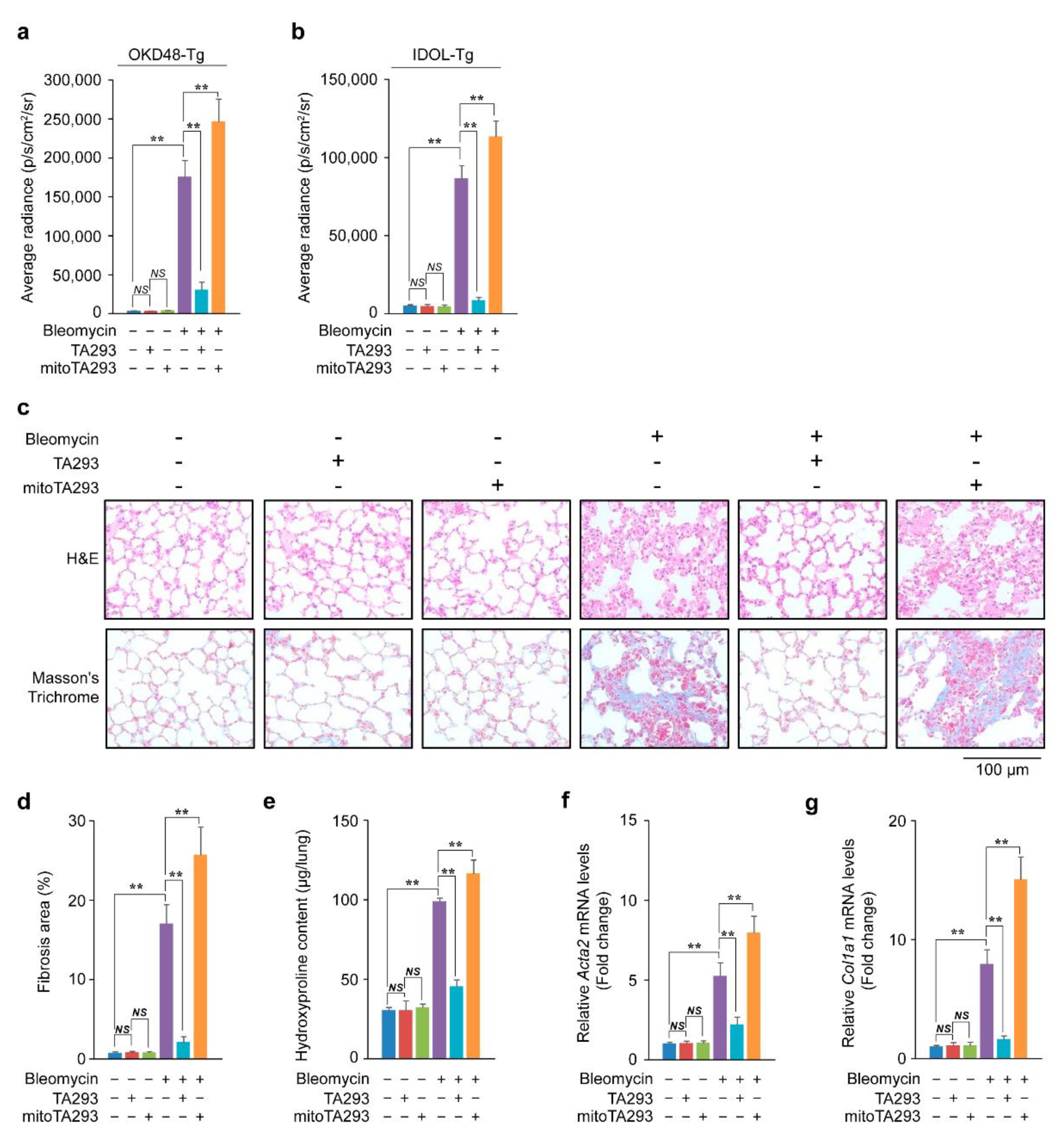Effects of the Cytoplasm and Mitochondrial Specific Hydroxyl