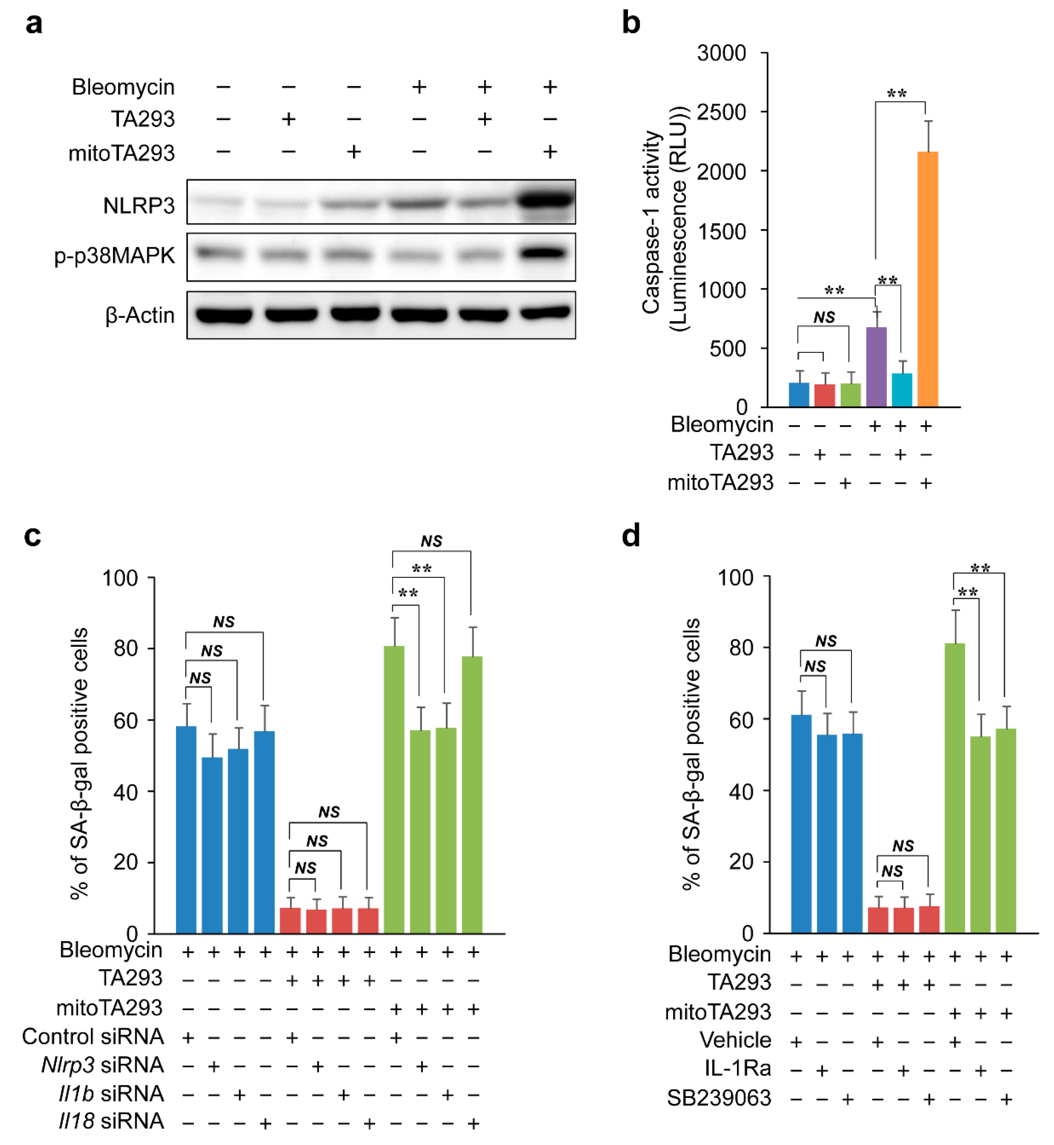 Antioxidants 10 01398 g007 Antioxidants 10 01398 g007