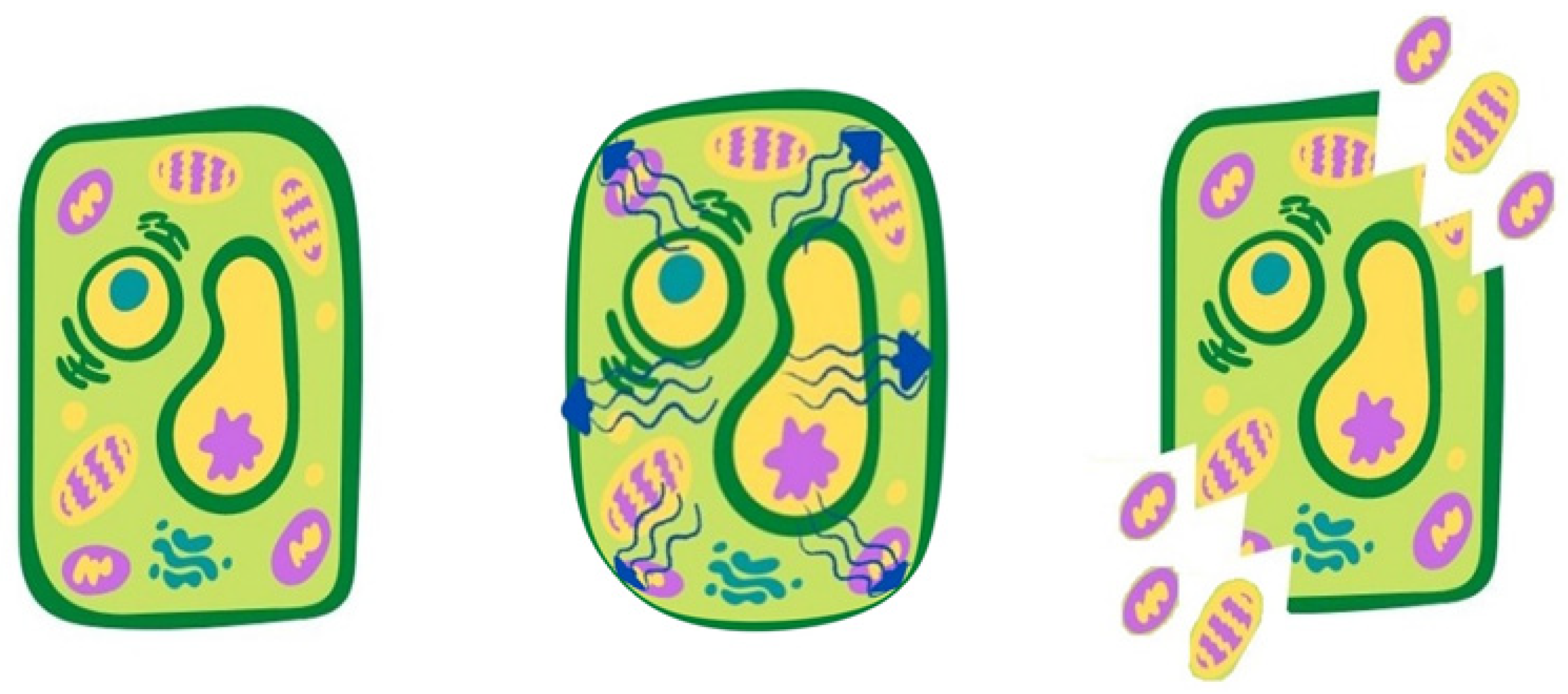 Antioxidants 10 01417 g002