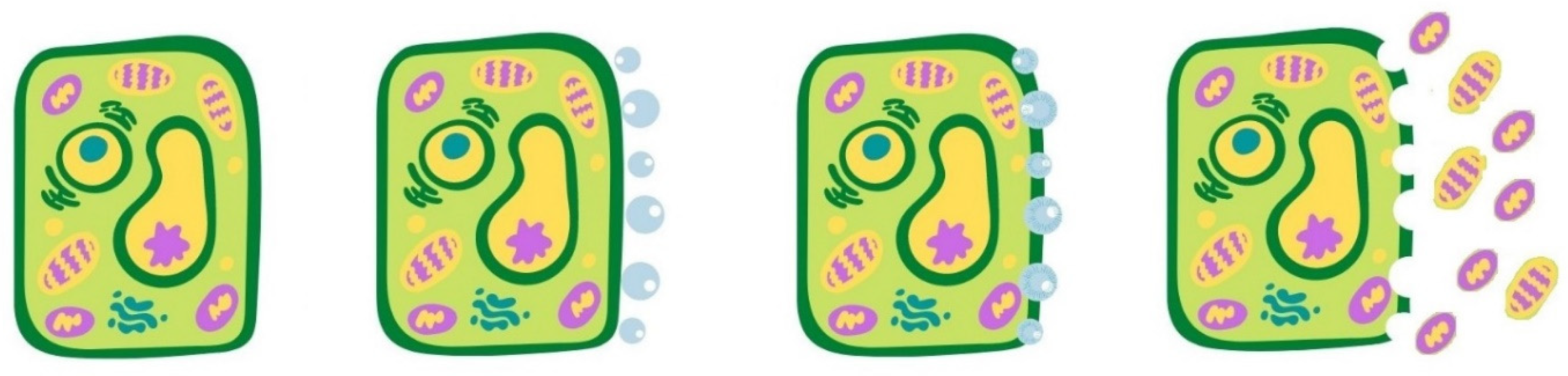 Antioxidants 10 01417 g003