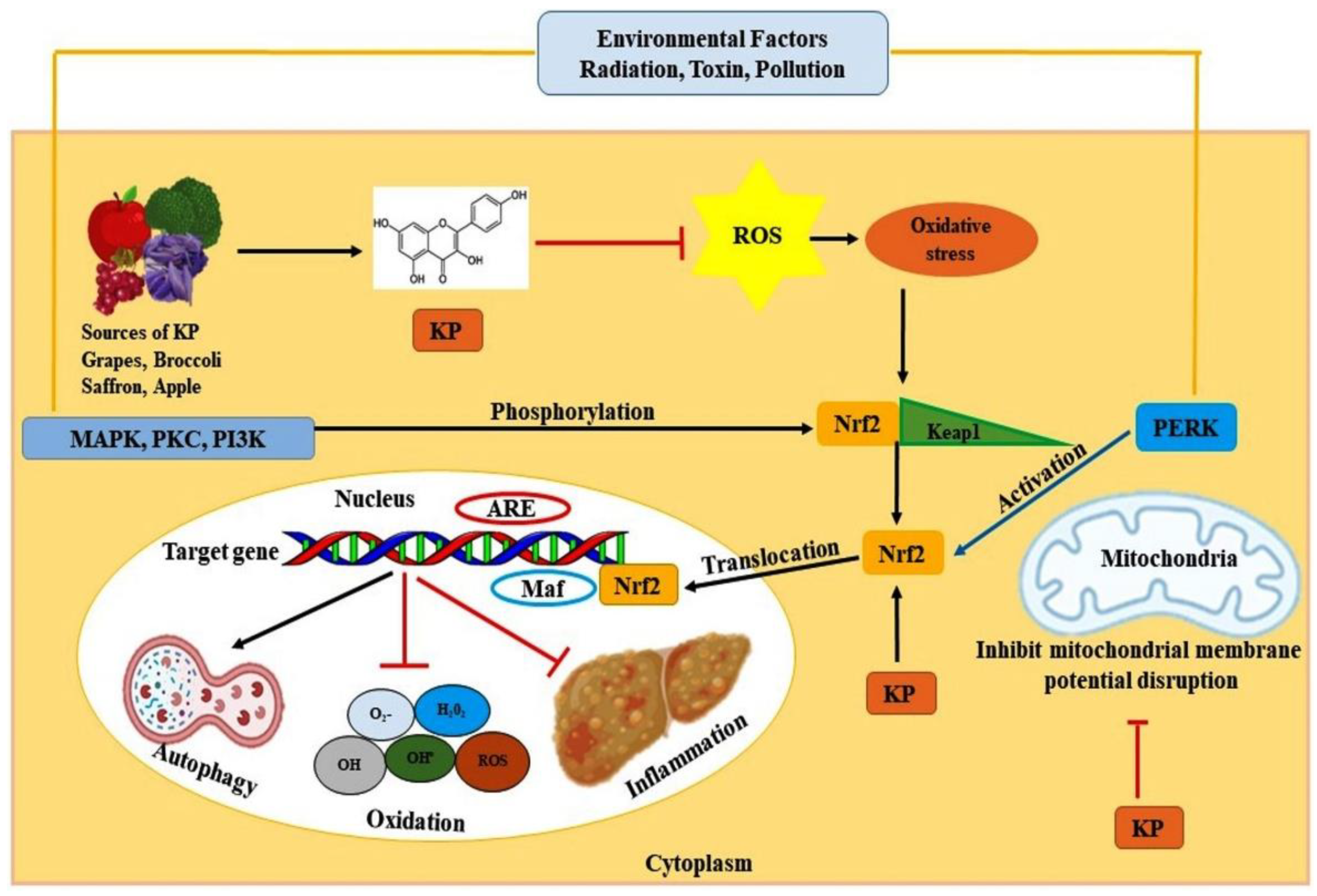 Antioxidants 10 01419 g002