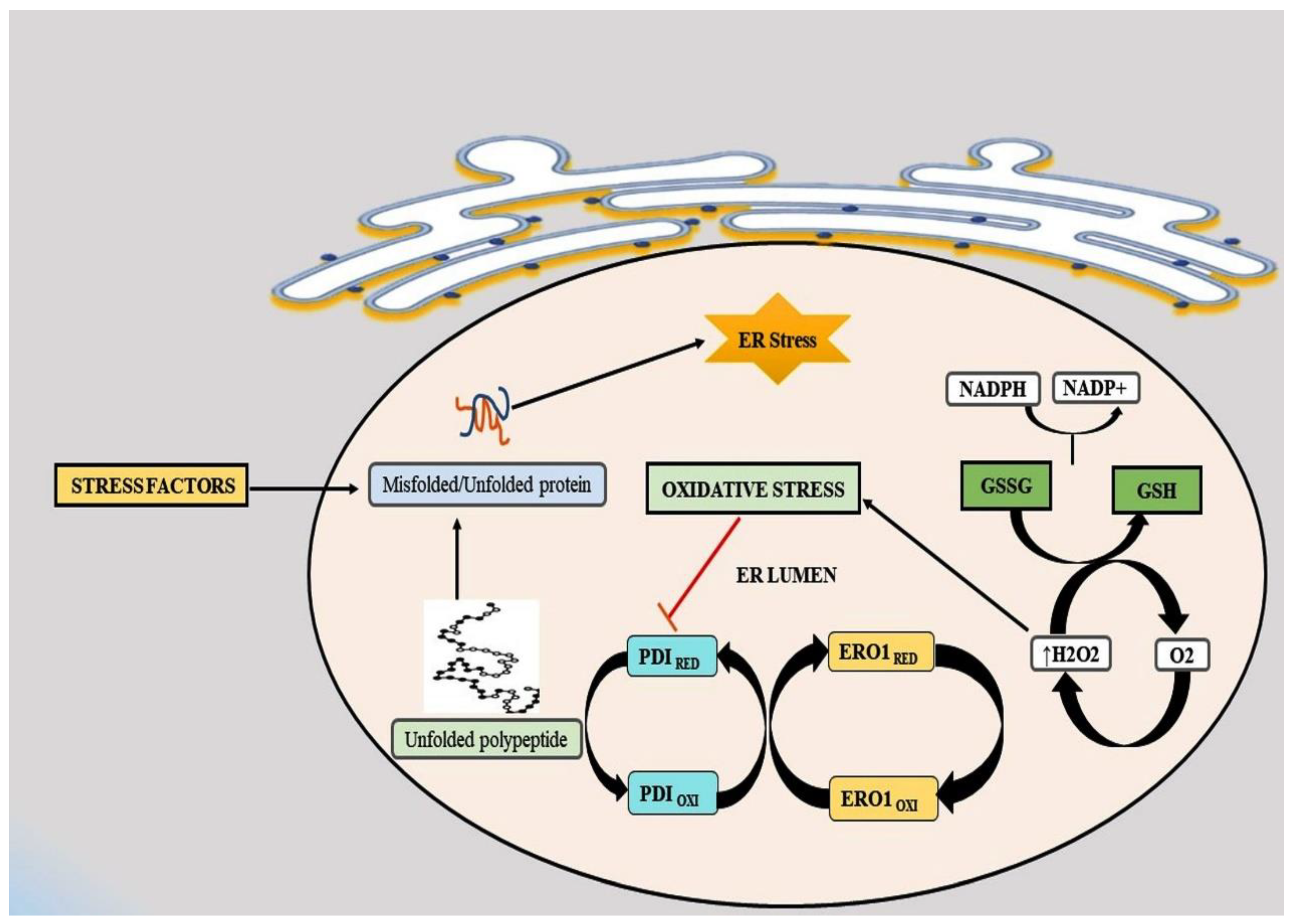 Antioxidants 10 01419 g003