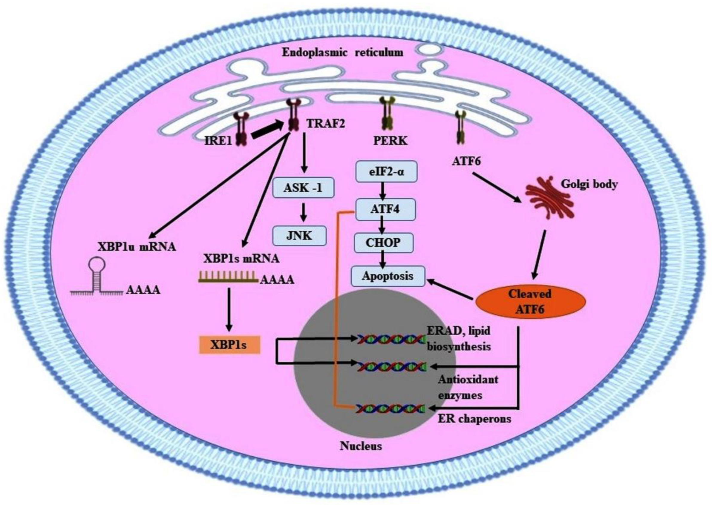 Antioxidants 10 01419 g004