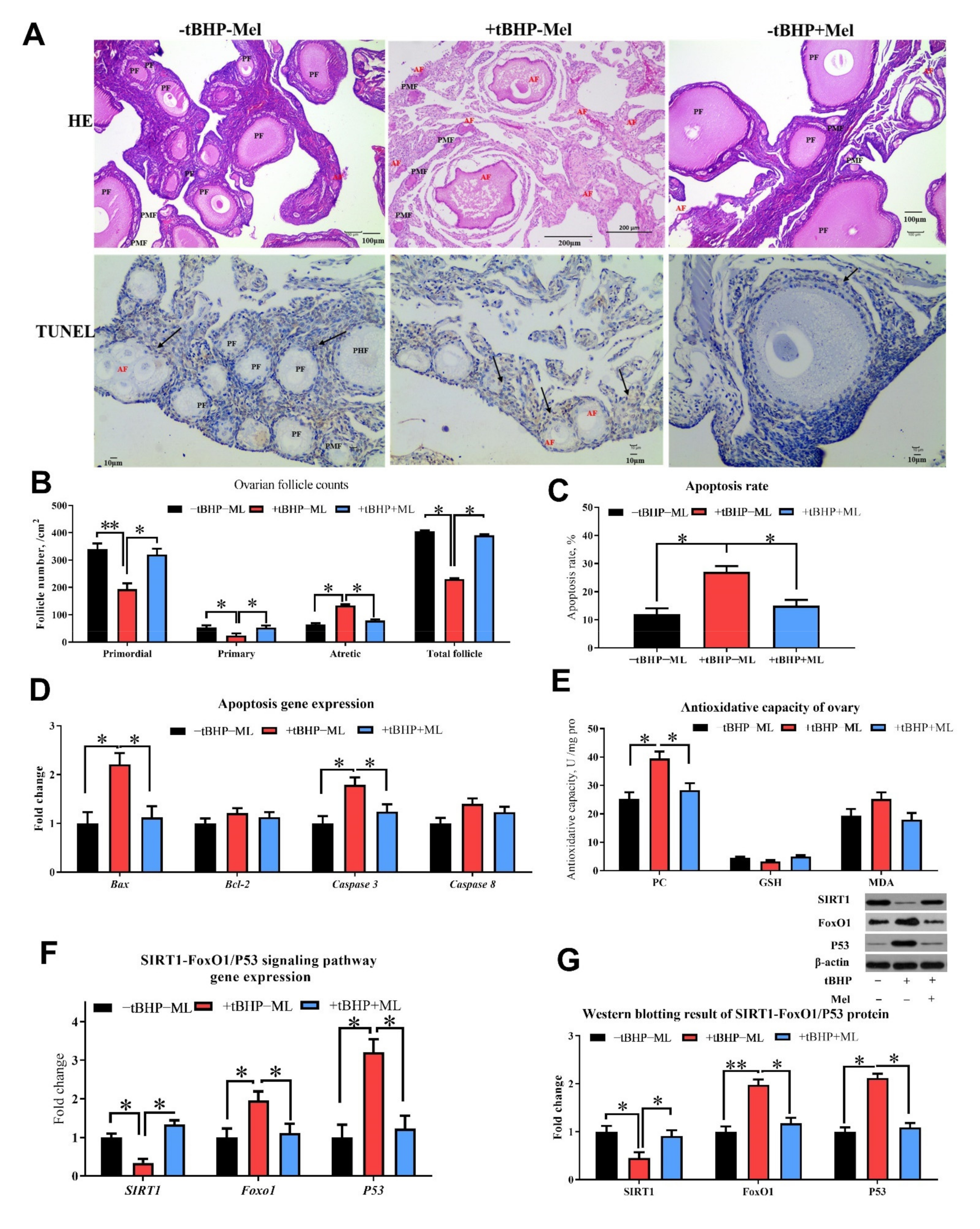 Antioxidants 10 01422 g009