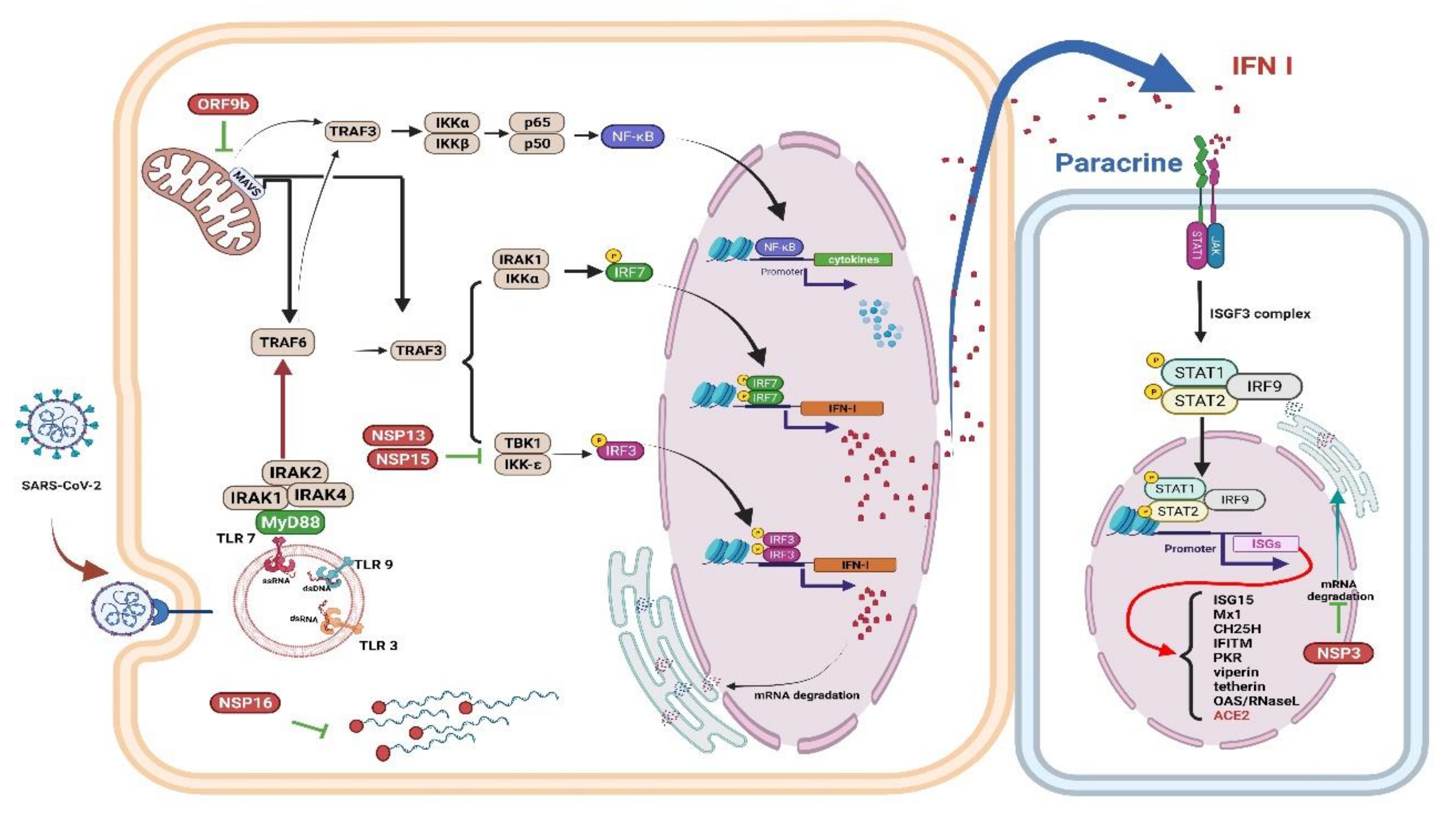 Antioxidants 10 01440 g002 550