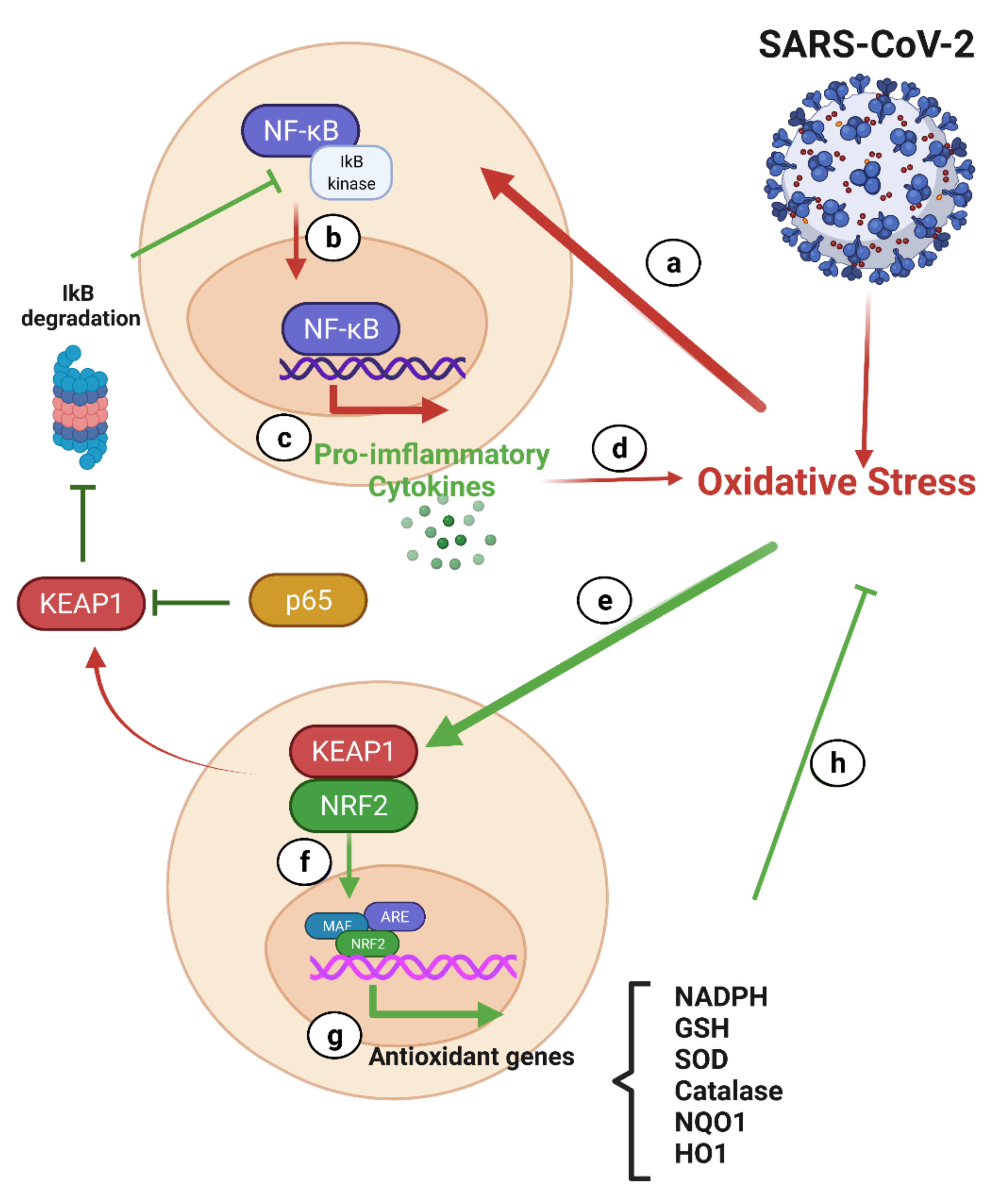 Antioxidants 10 01440 g006 550