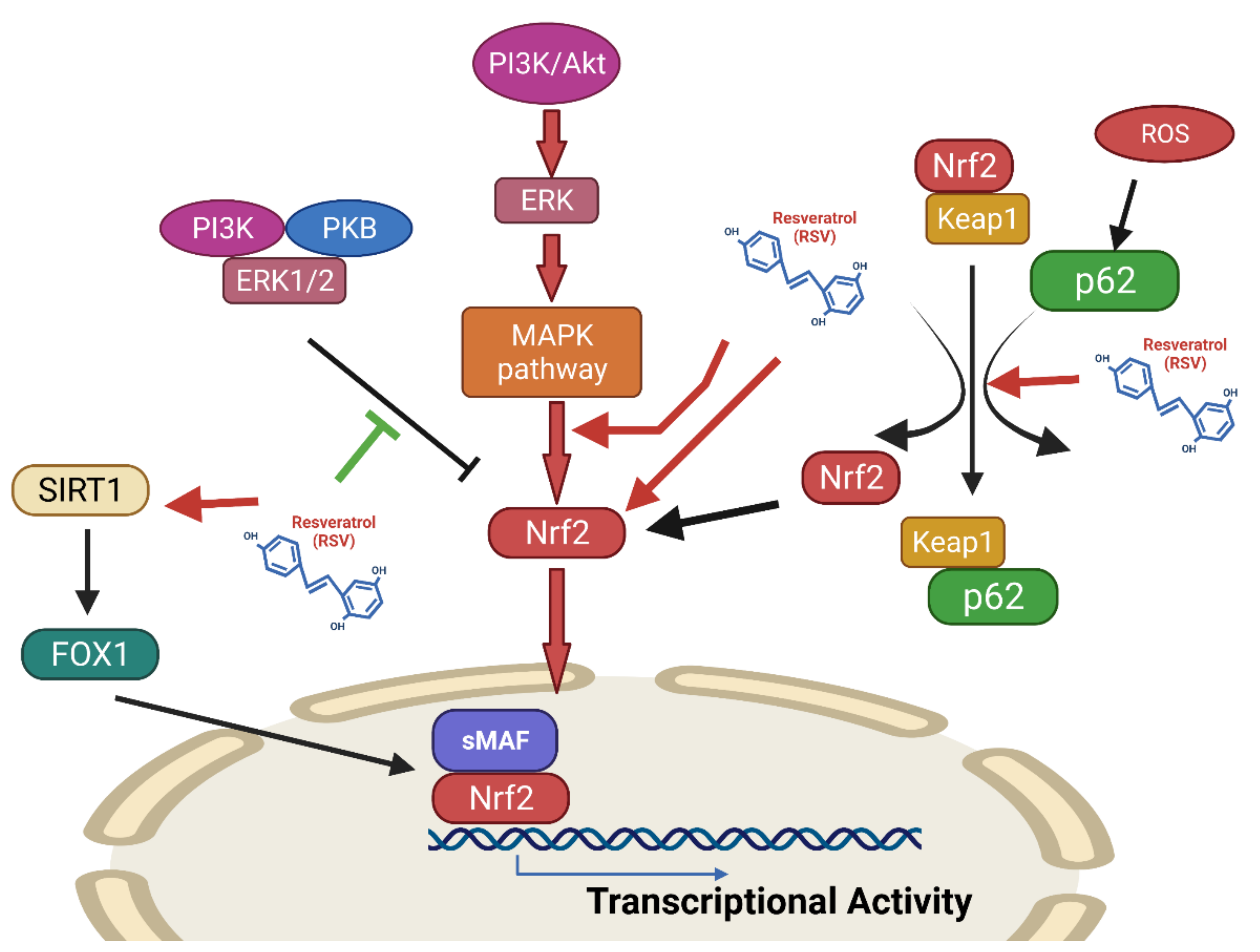 Antioxidants 10 01440 g007 550