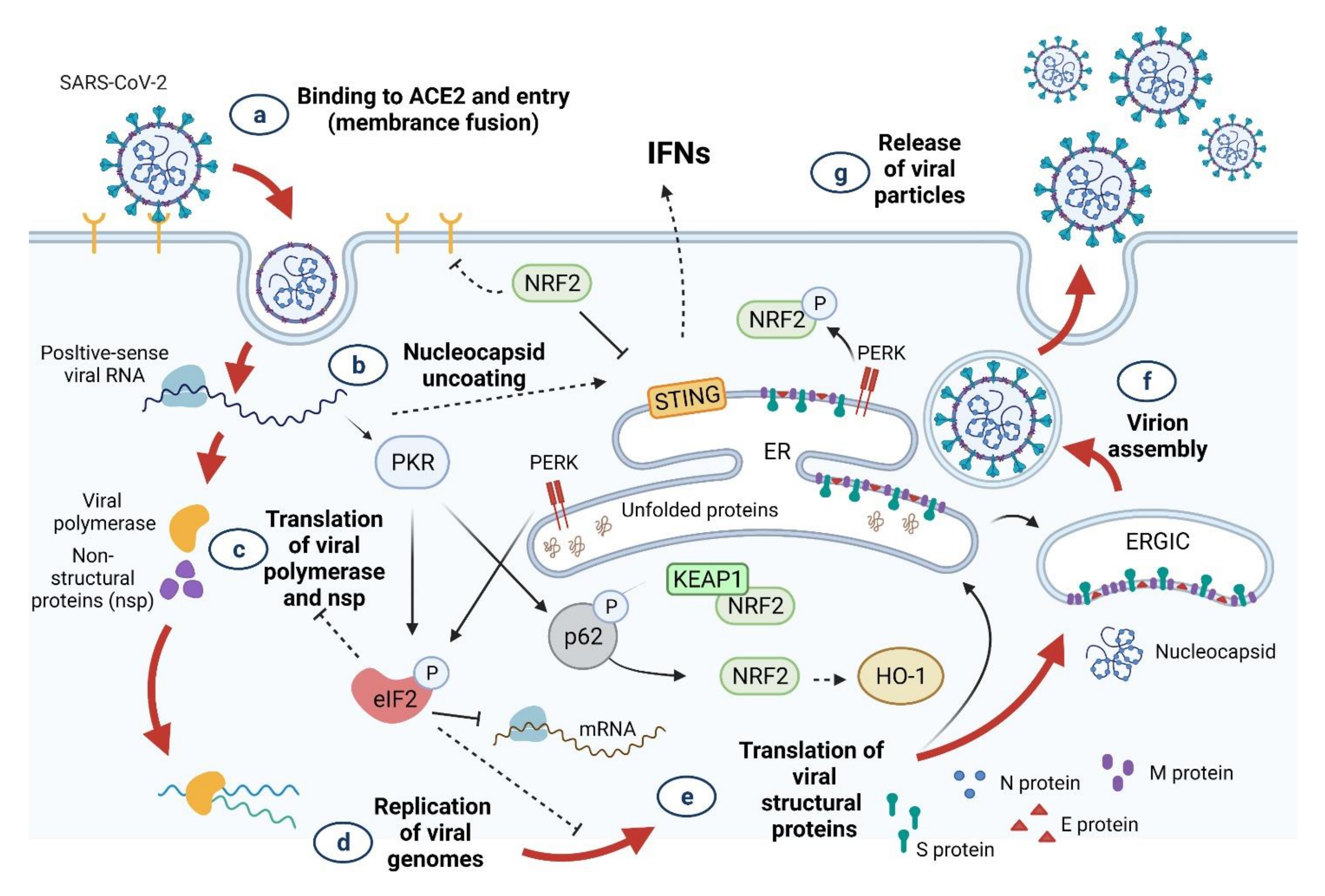 Antioxidants 10 01440 g008 550