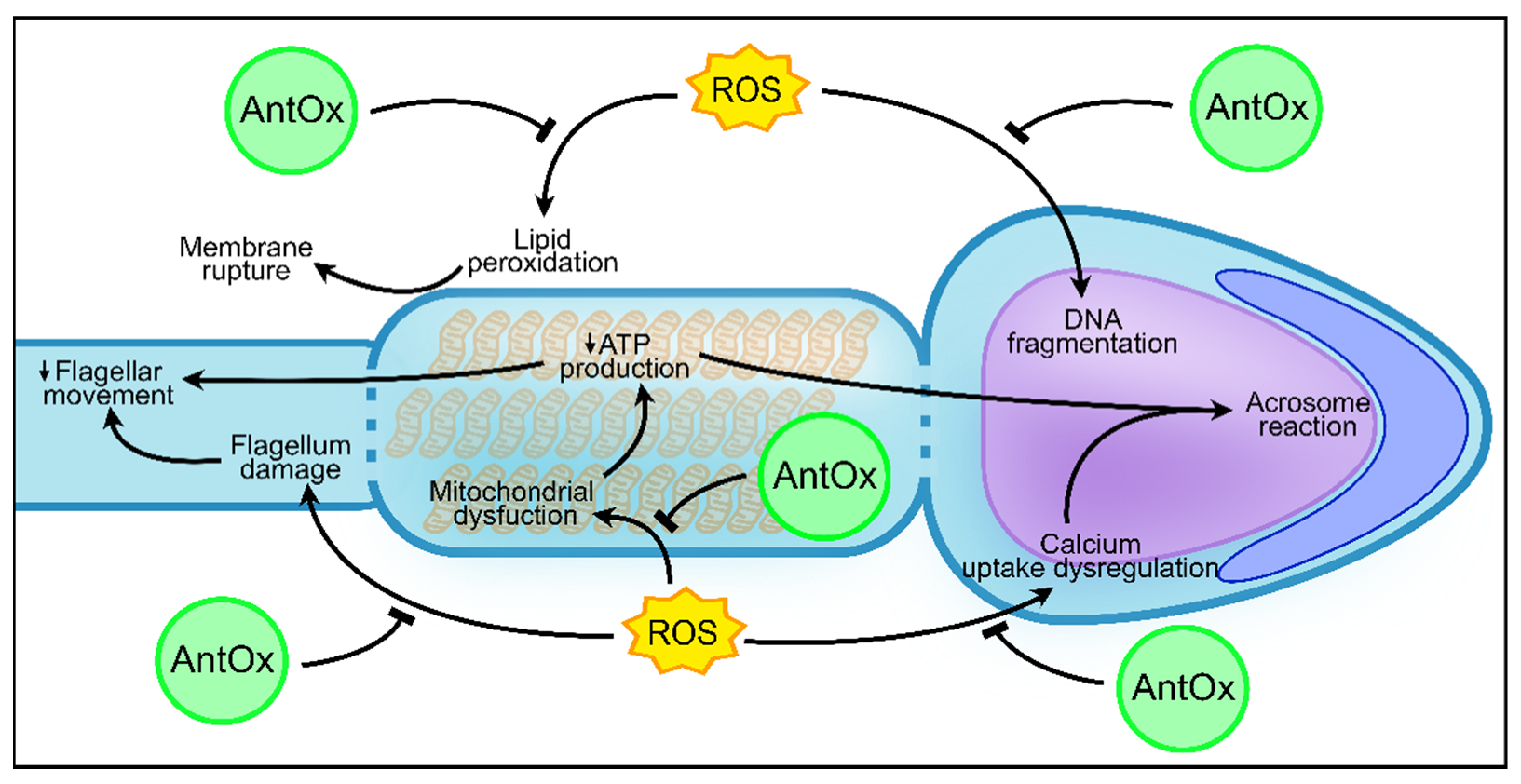 Antioxidants 10 01441 g002 Antioxidants 10 01441 g002