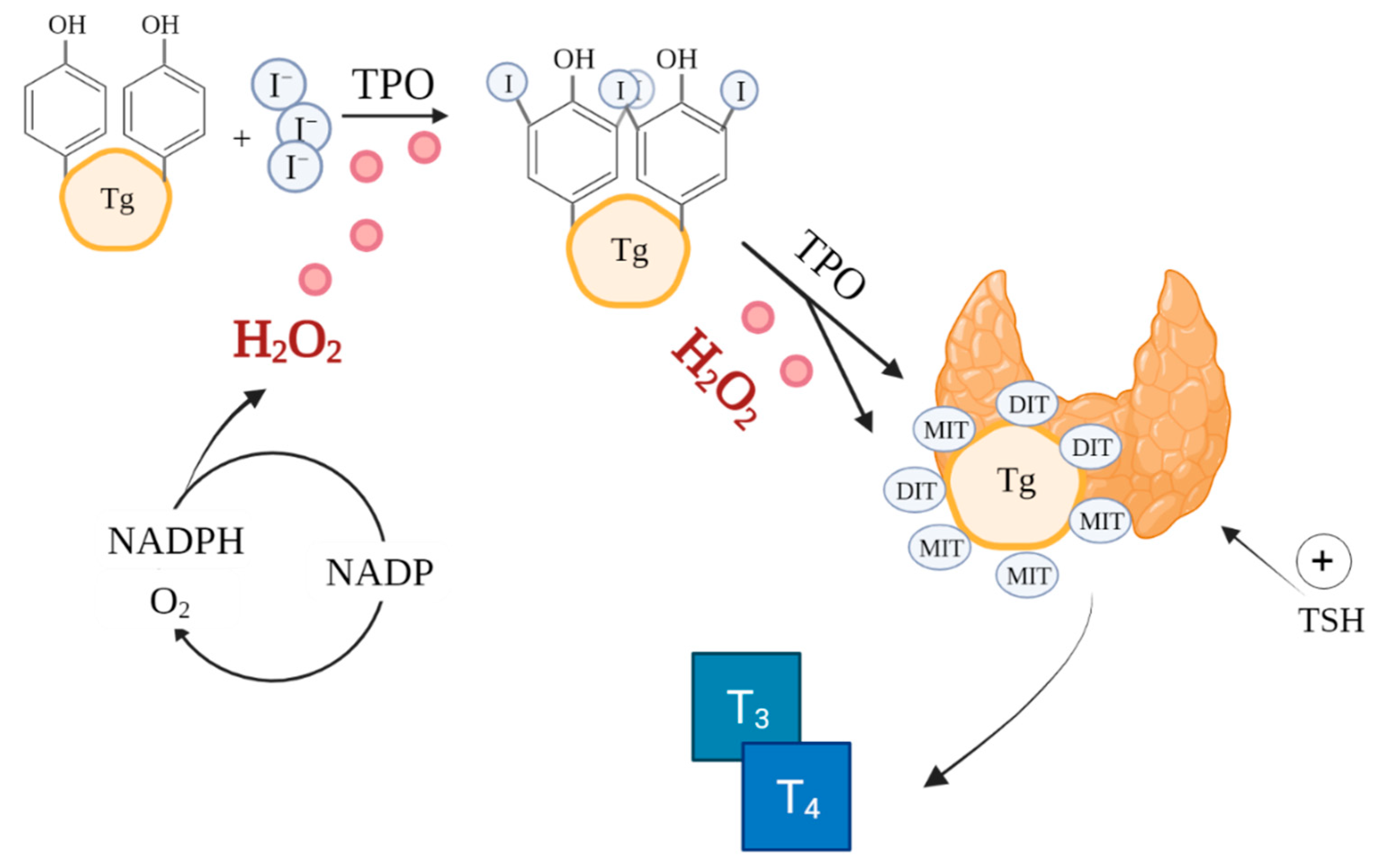 Antioxidants Free FullText The Influence of Oxidative Stress on