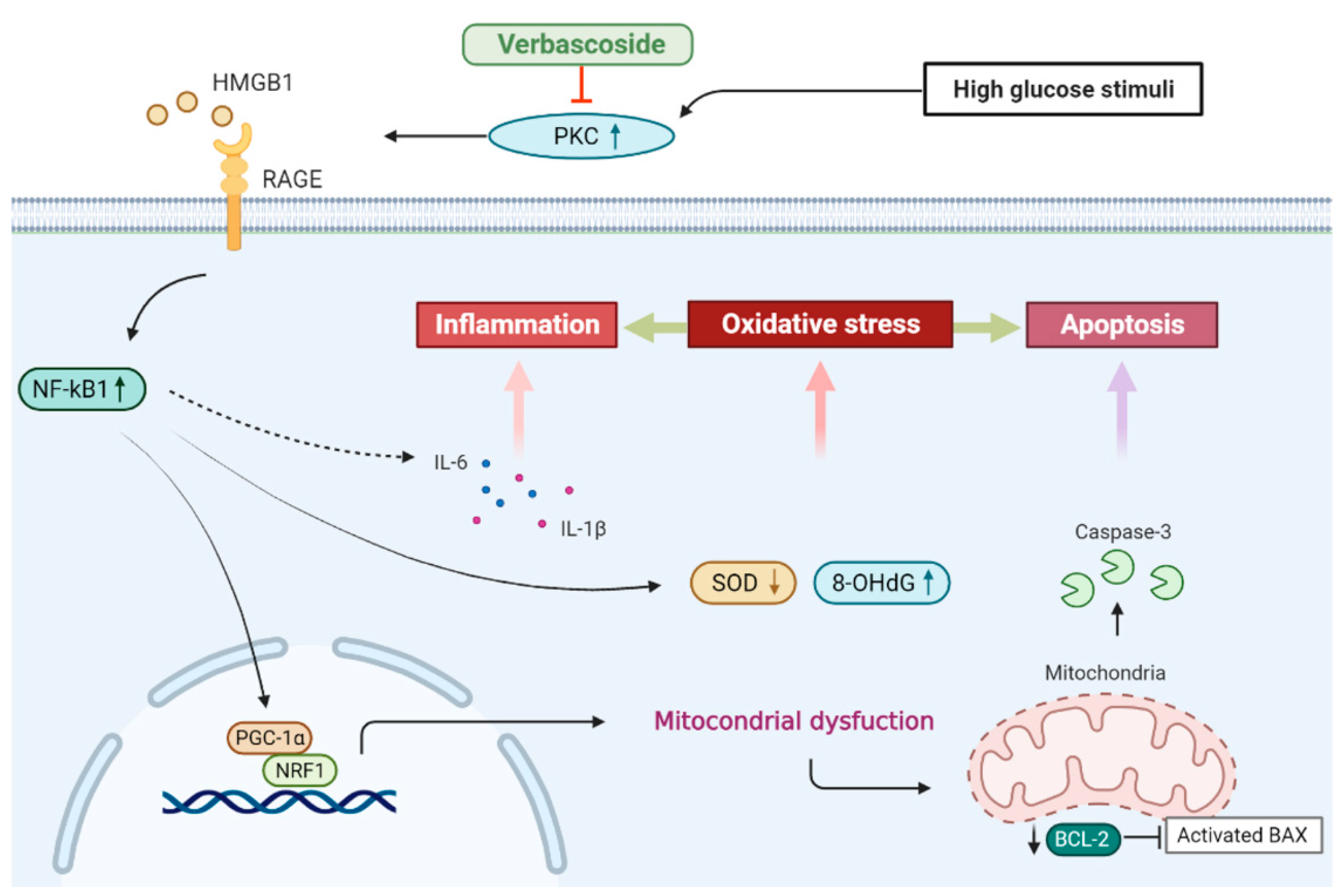 Antioxidants 10 01445 g007