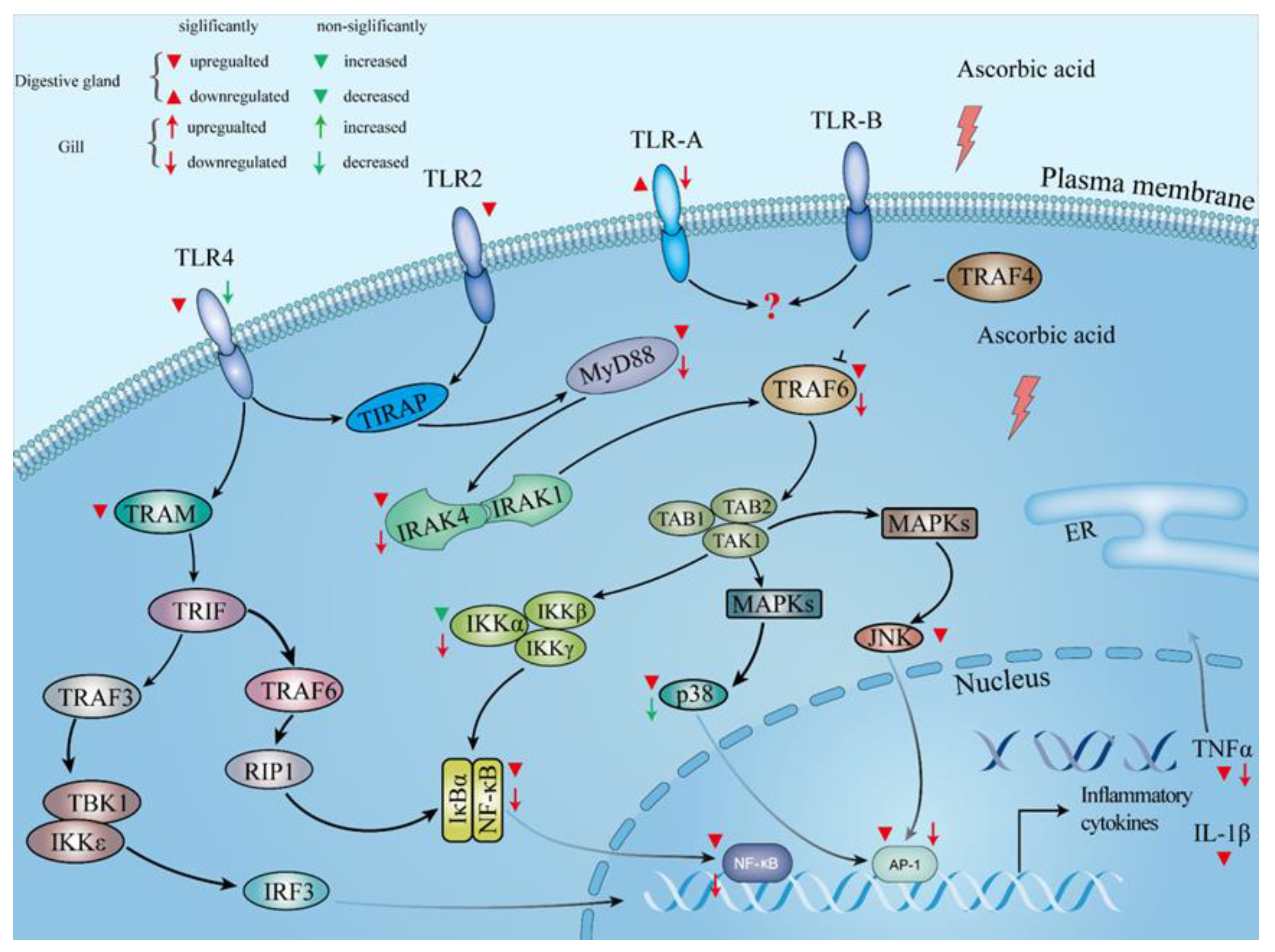 Antioxidants 10 01449 g007 Antioxidants 10 01449 g007