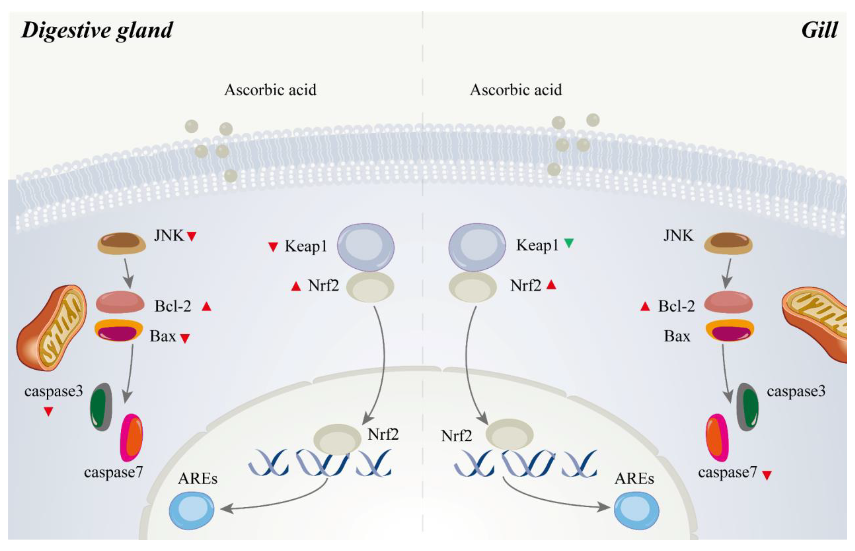 Antioxidants 10 01449 g008 Antioxidants 10 01449 g008