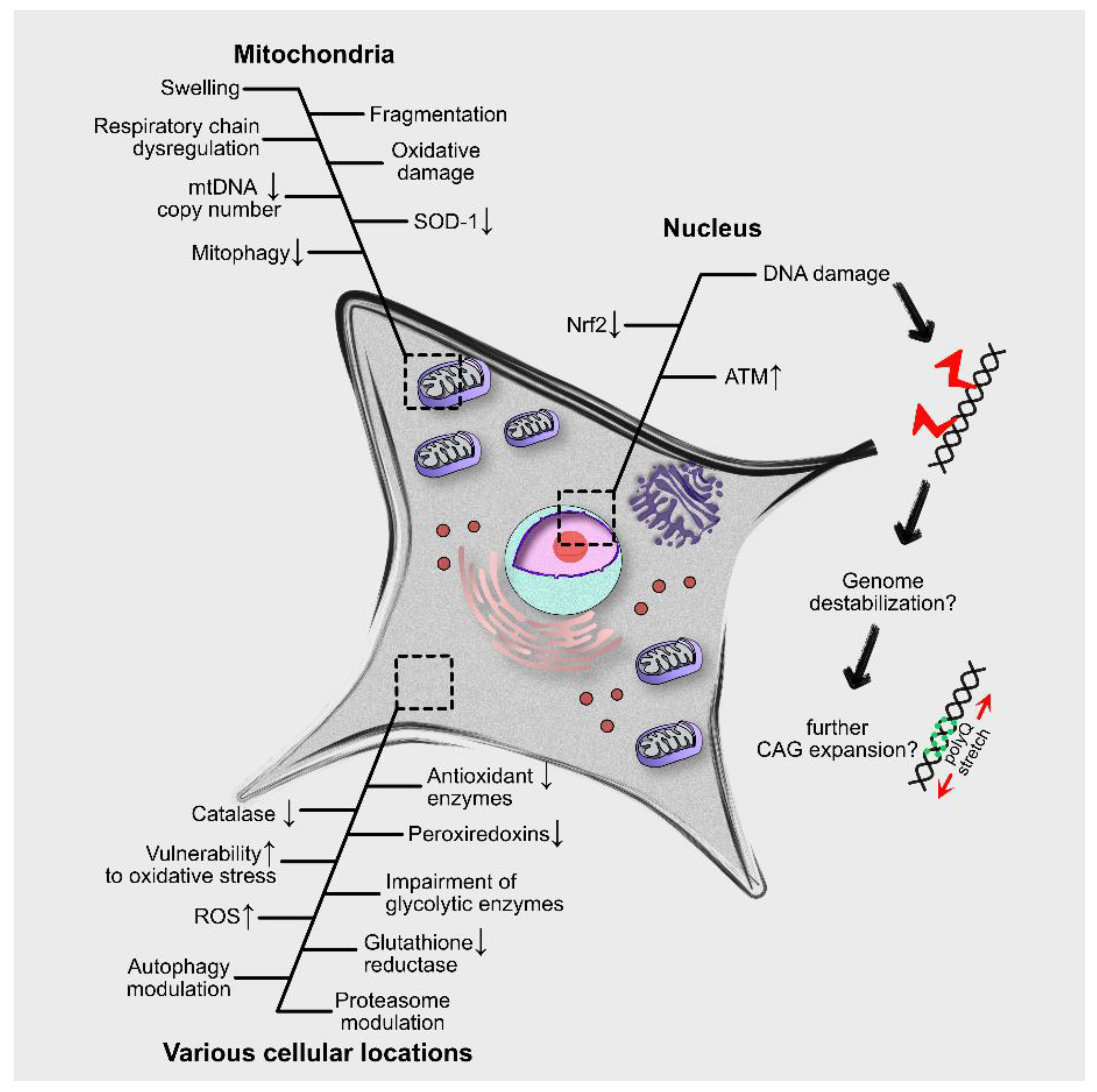 Antioxidants 10 01450 g001 Antioxidants 10 01450 g001