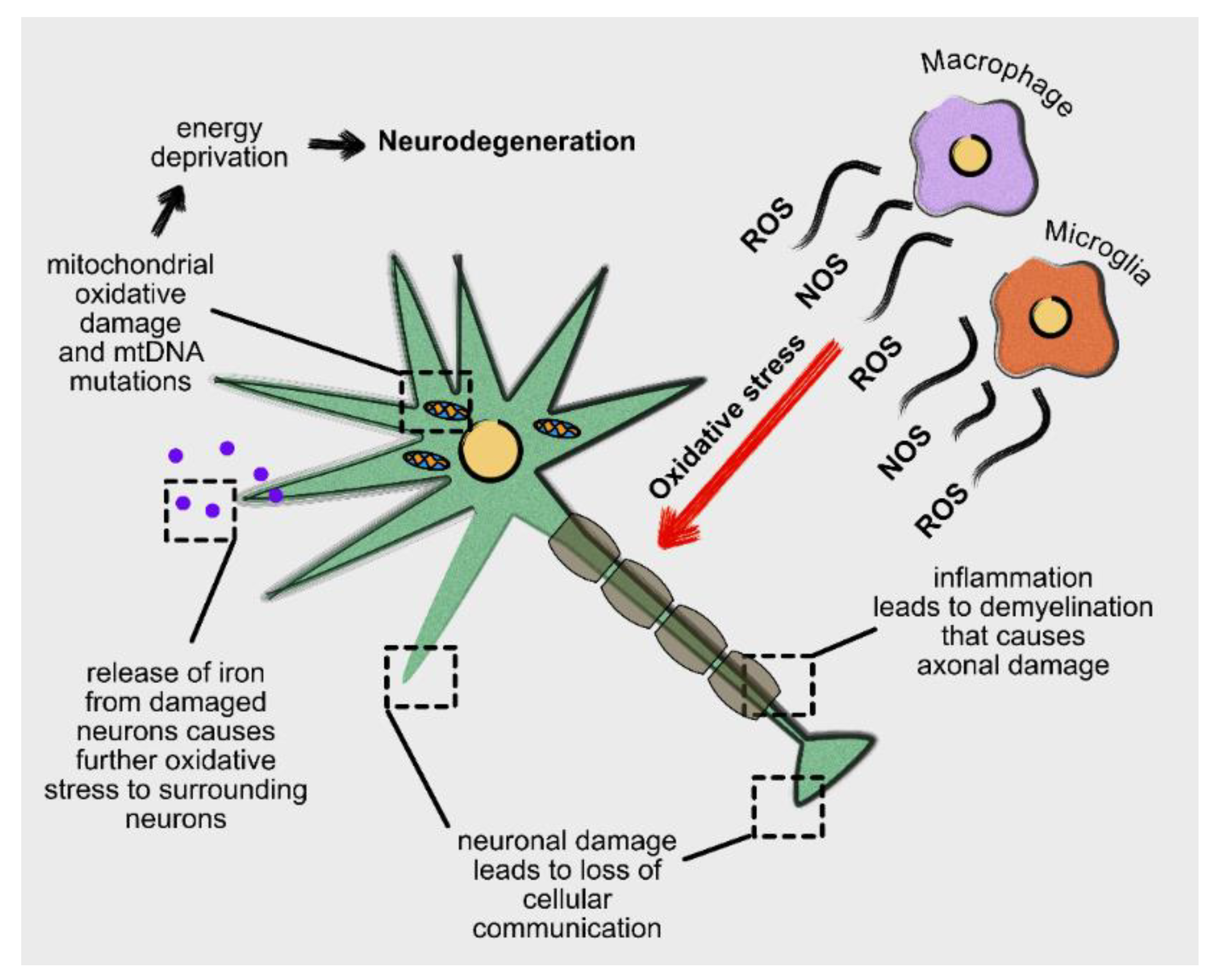 Antioxidants 10 01450 g002 Antioxidants 10 01450 g002