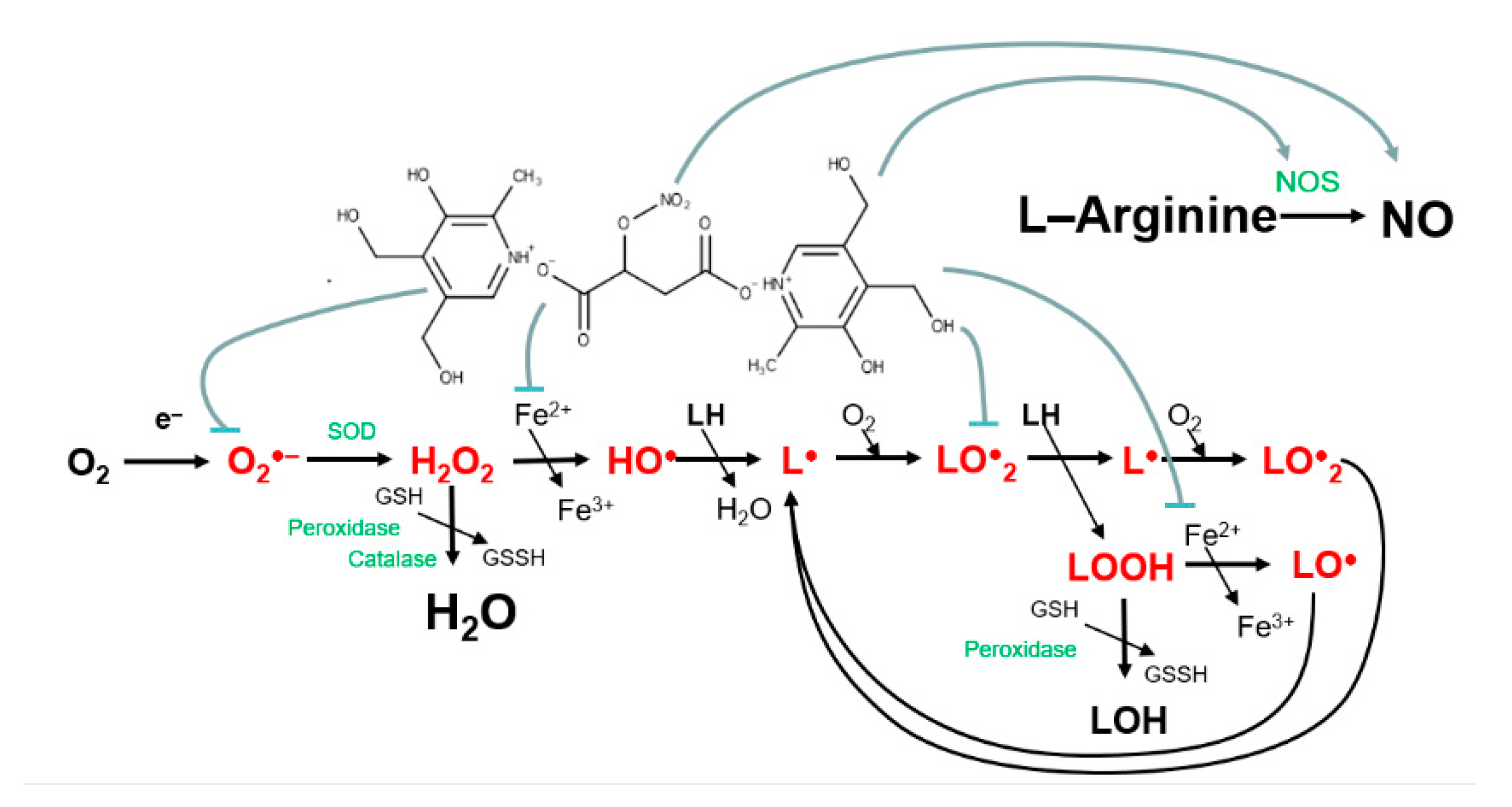 Antioxidants 10 01451 g009