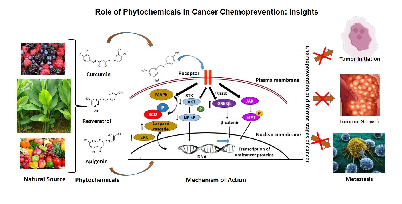 Antioxidants Free Full Text Role Of Phytochemicals In Cancer Chemoprevention Insights