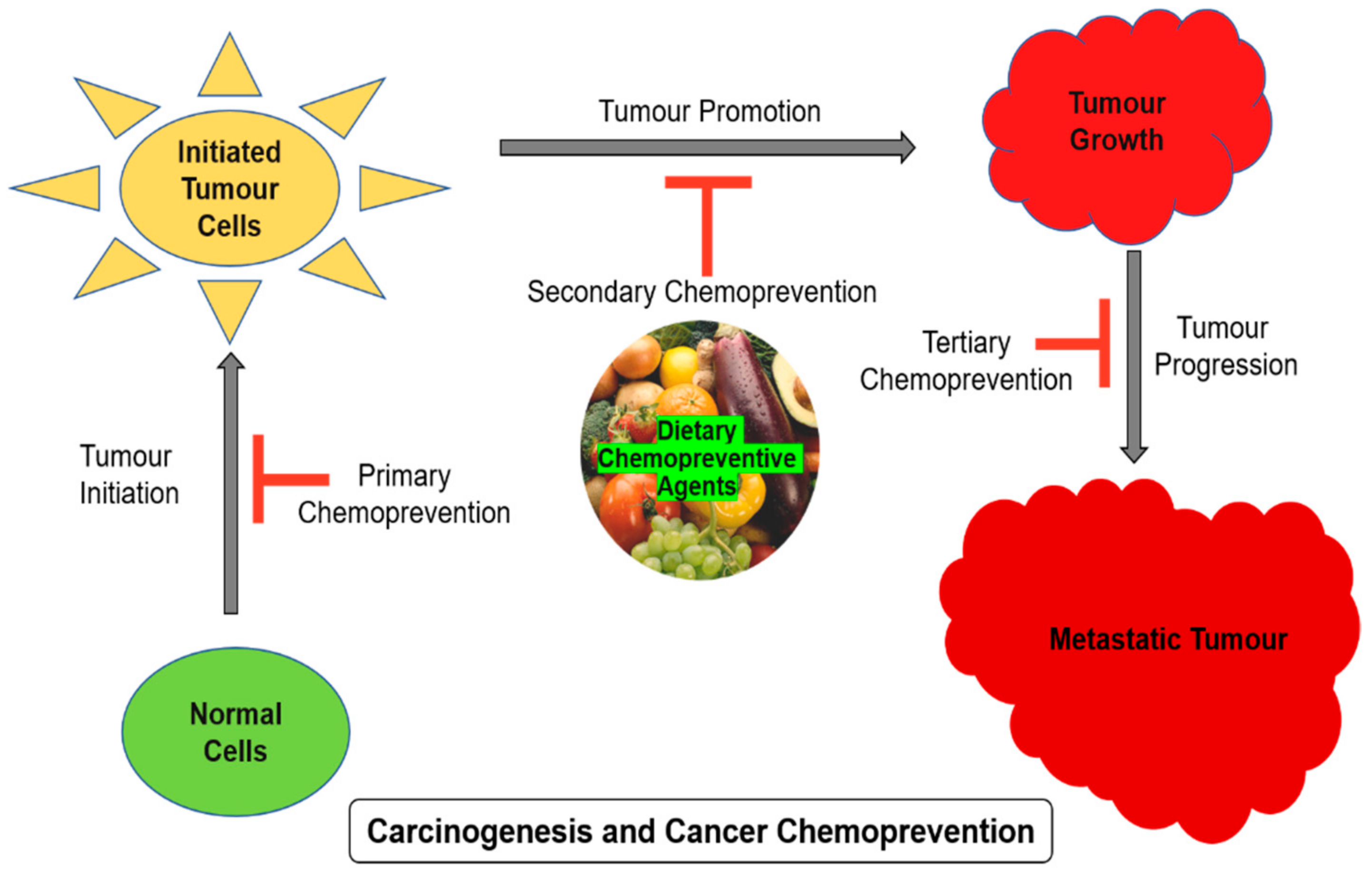 Antioxidants Free FullText Role of Phytochemicals in Cancer Chemoprevention Insights