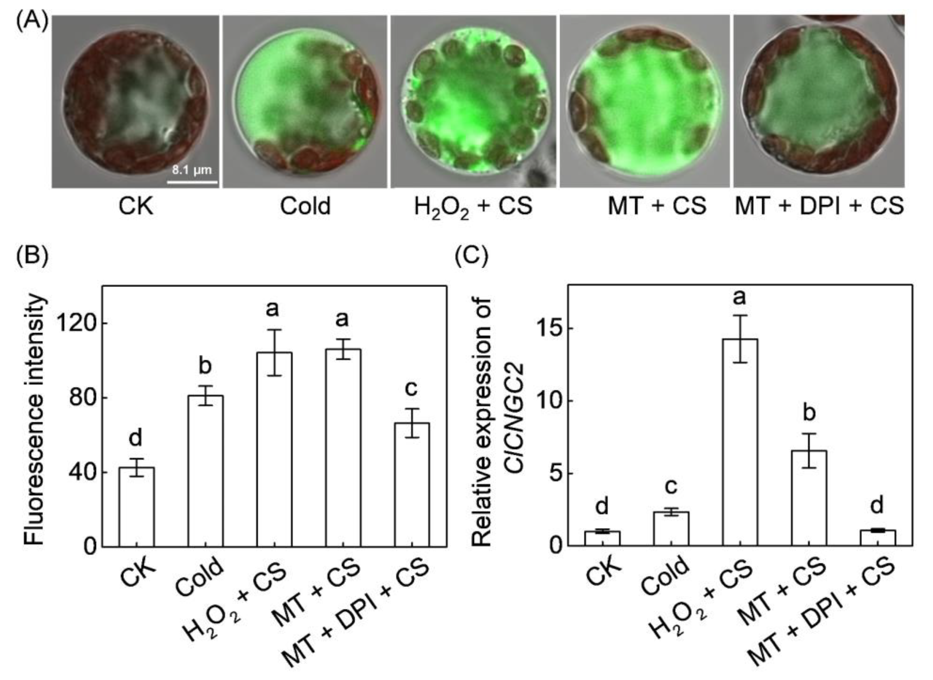 Antioxidants 10 01457 g002