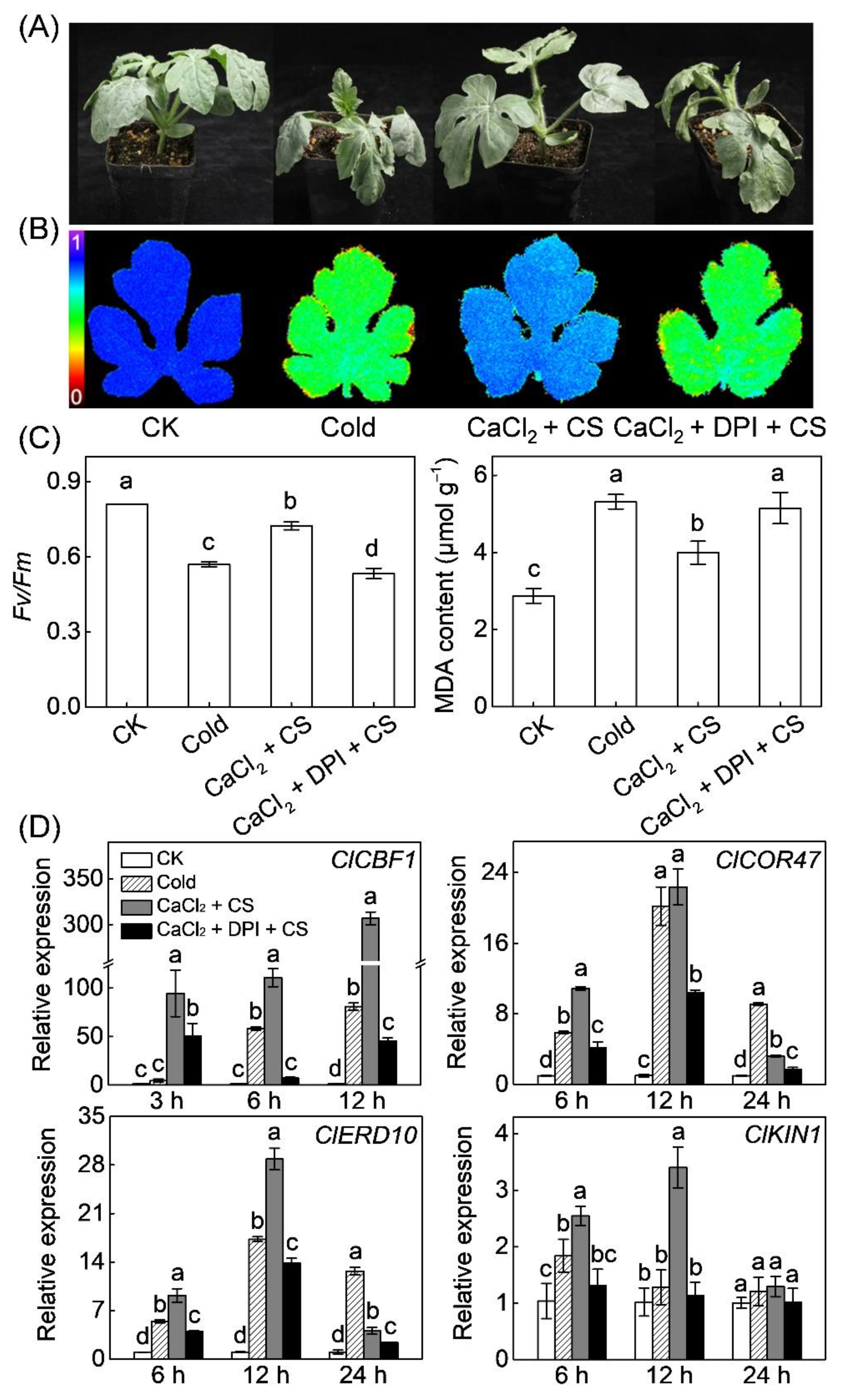 Antioxidants 10 01457 g005