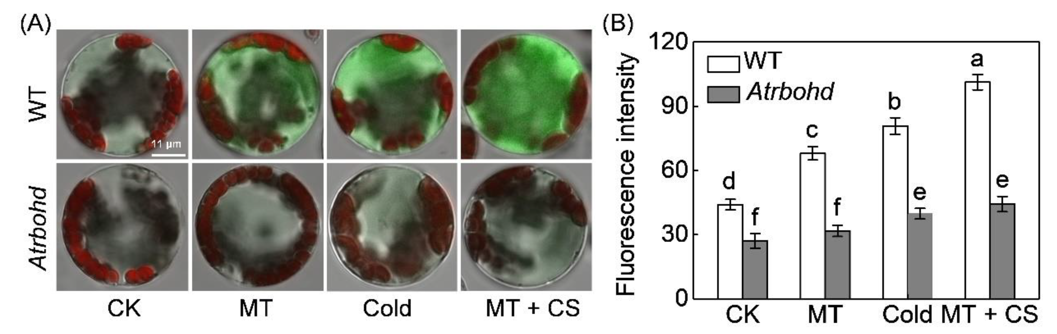 Antioxidants 10 01457 g007