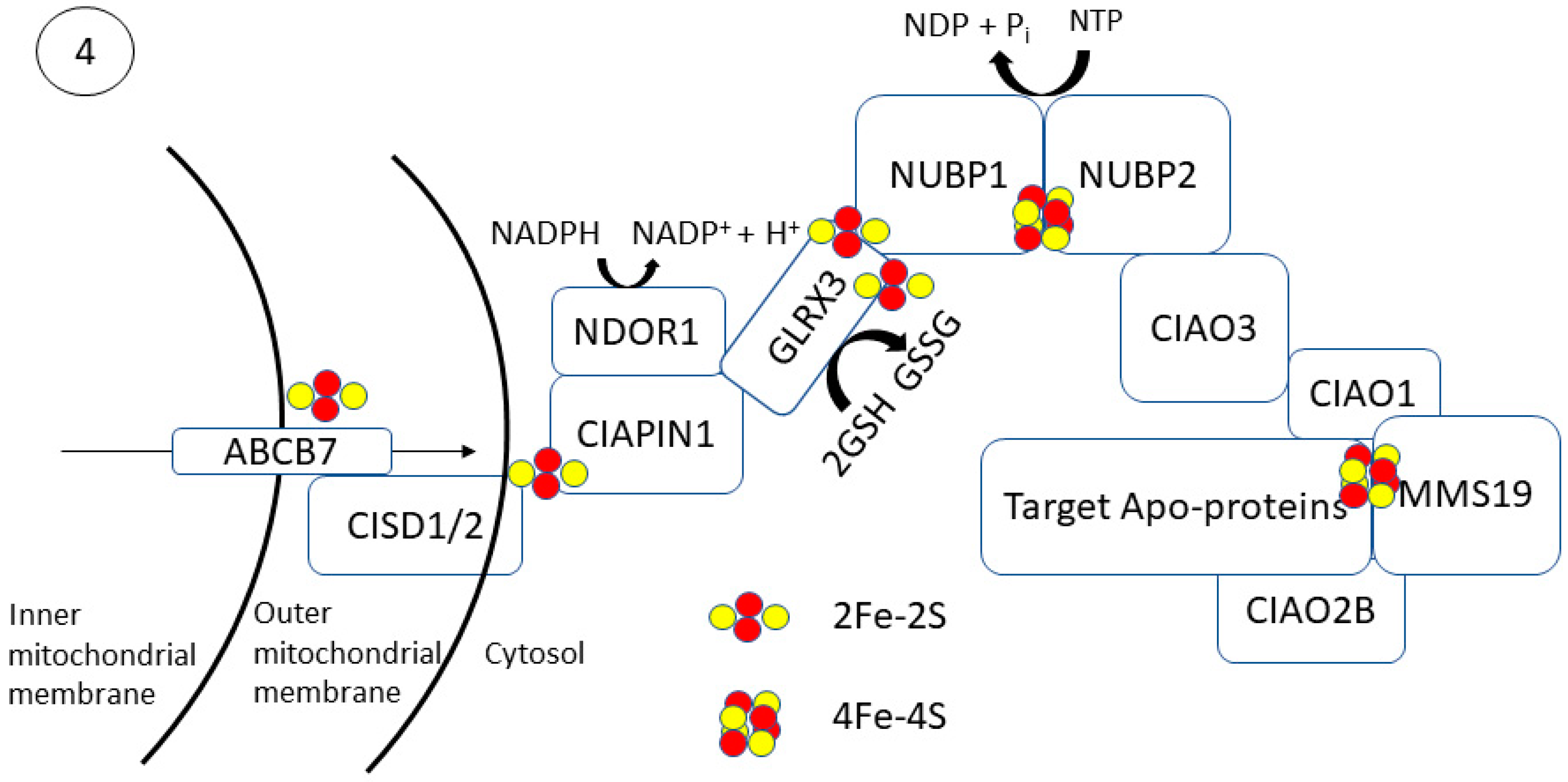 fe cluster biogenesis anti aging)