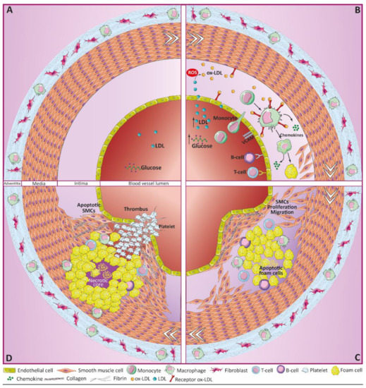 Antioxidants Free FullText Nrf2 and Heme Oxygenase1 Involvement