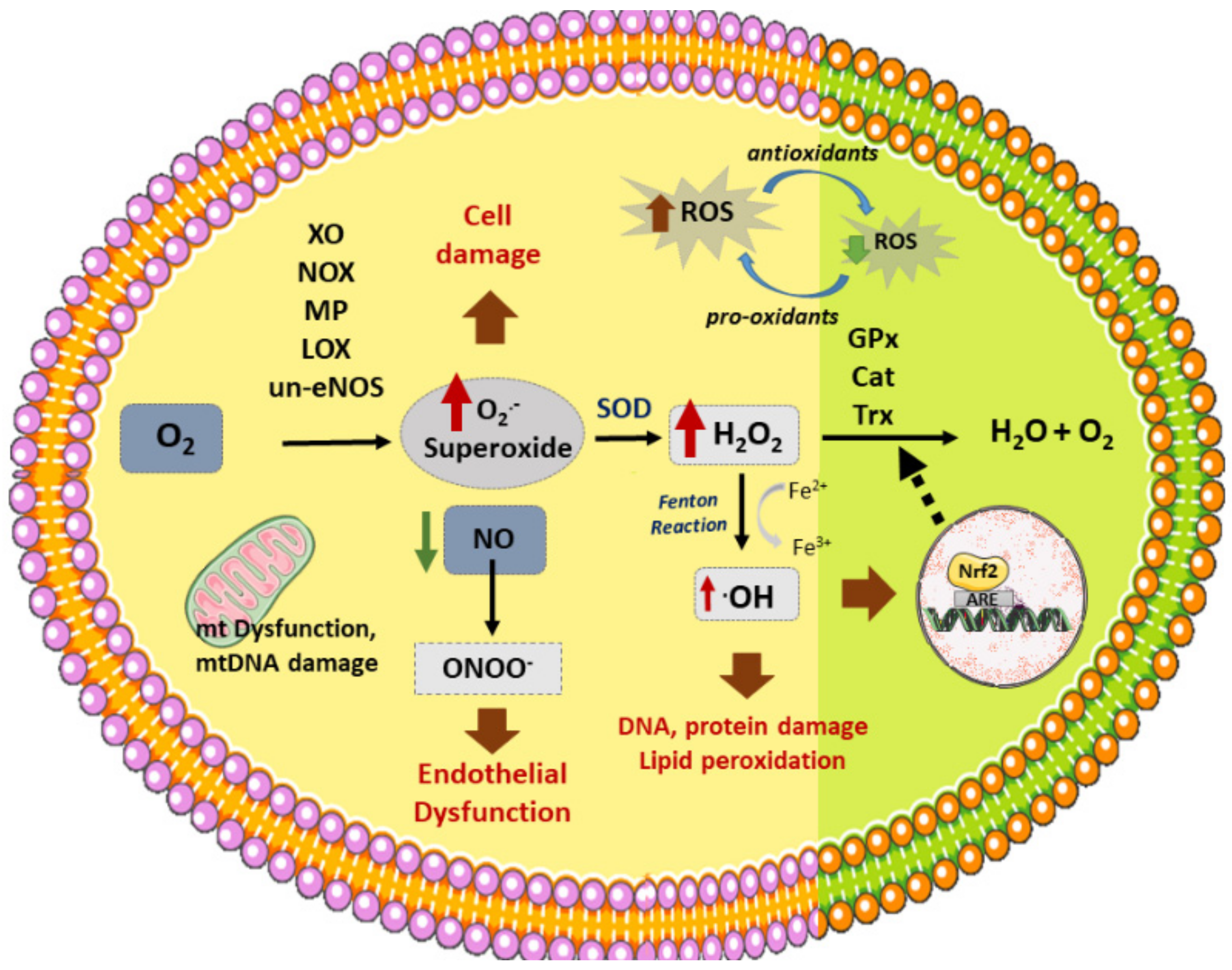 Antioxidants 10 01463 g002 Antioxidants 10 01463 g002
