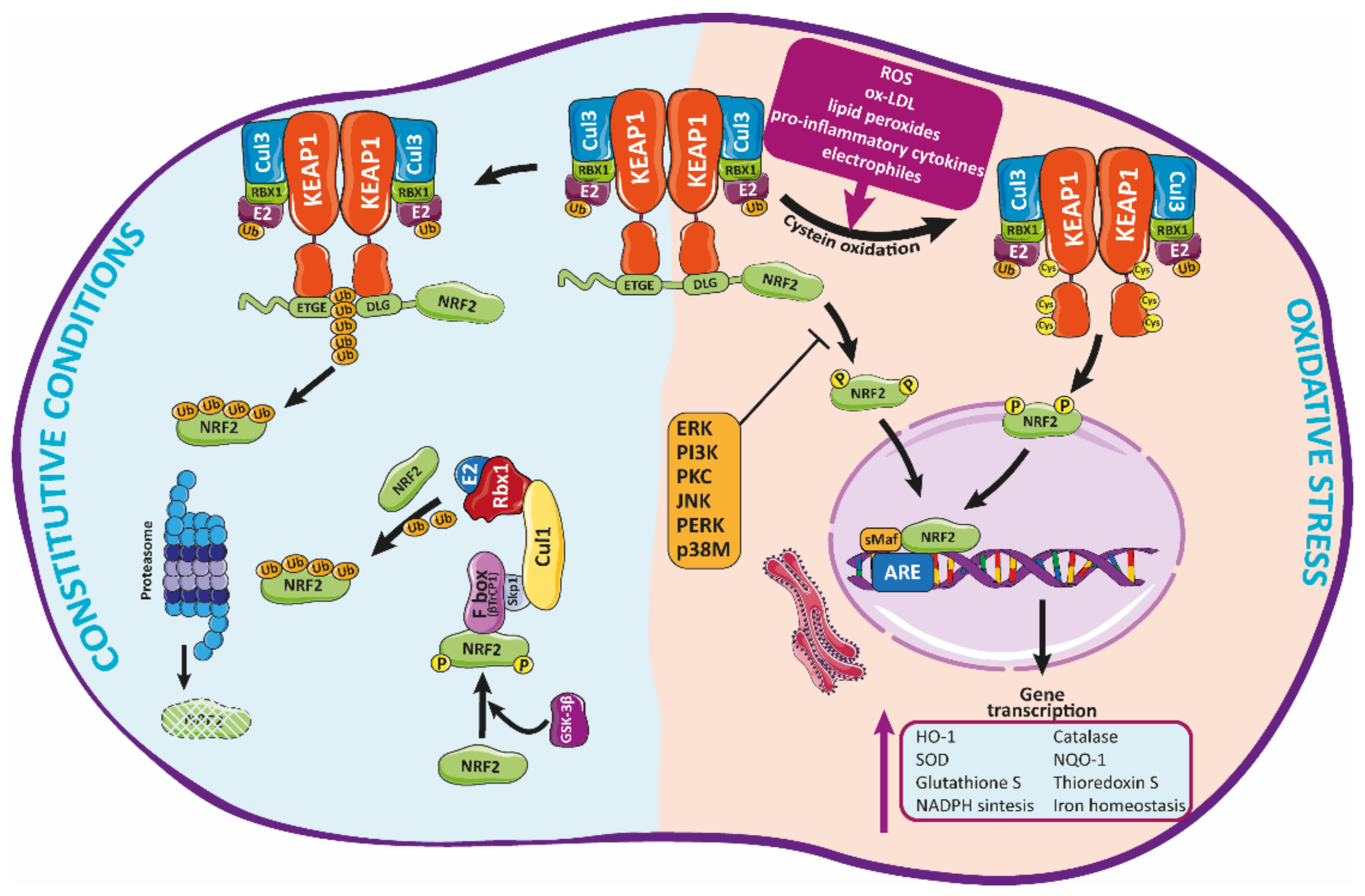 Antioxidants 10 01463 g003 Antioxidants 10 01463 g003