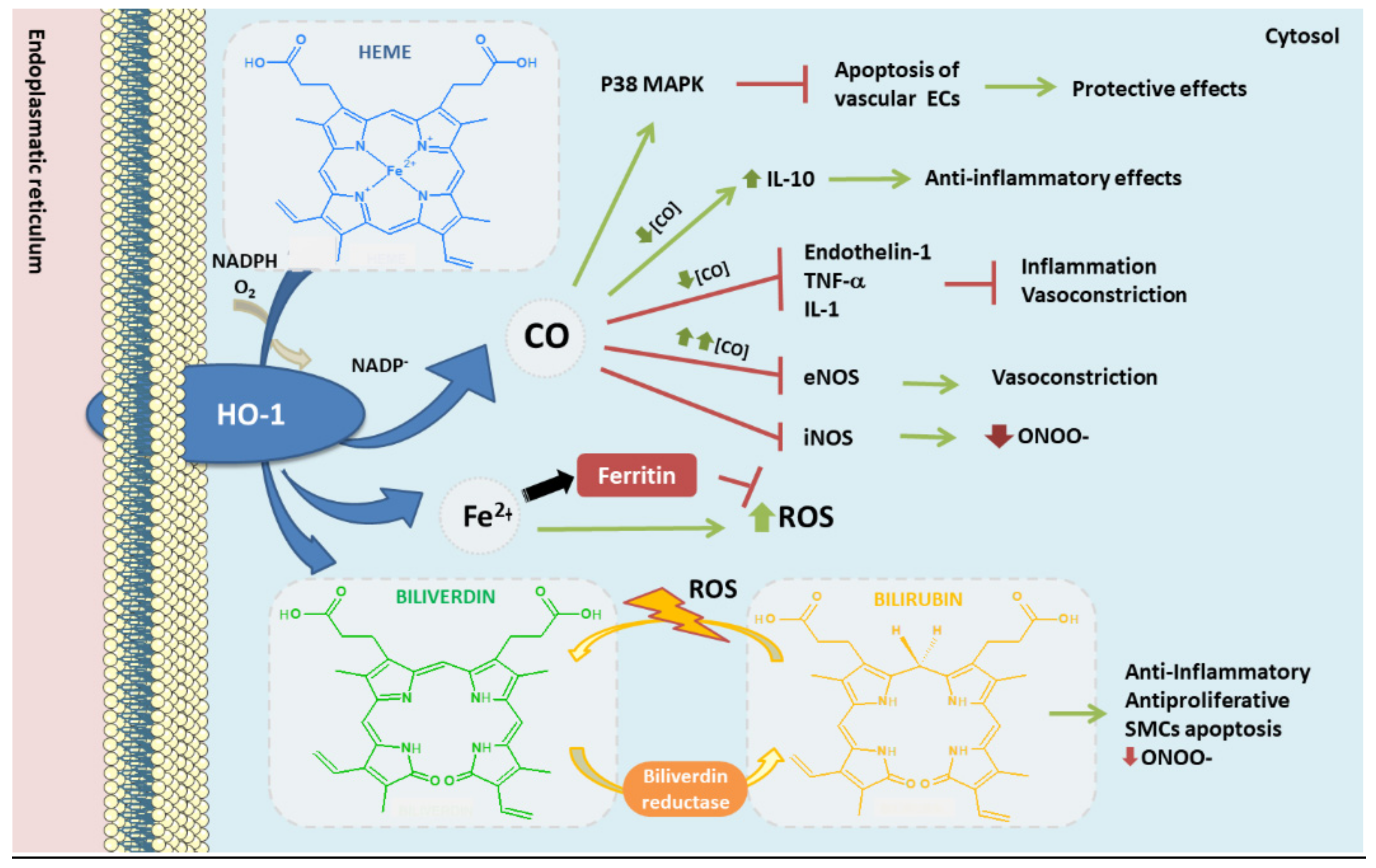 Antioxidants 10 01463 g004 Antioxidants 10 01463 g004