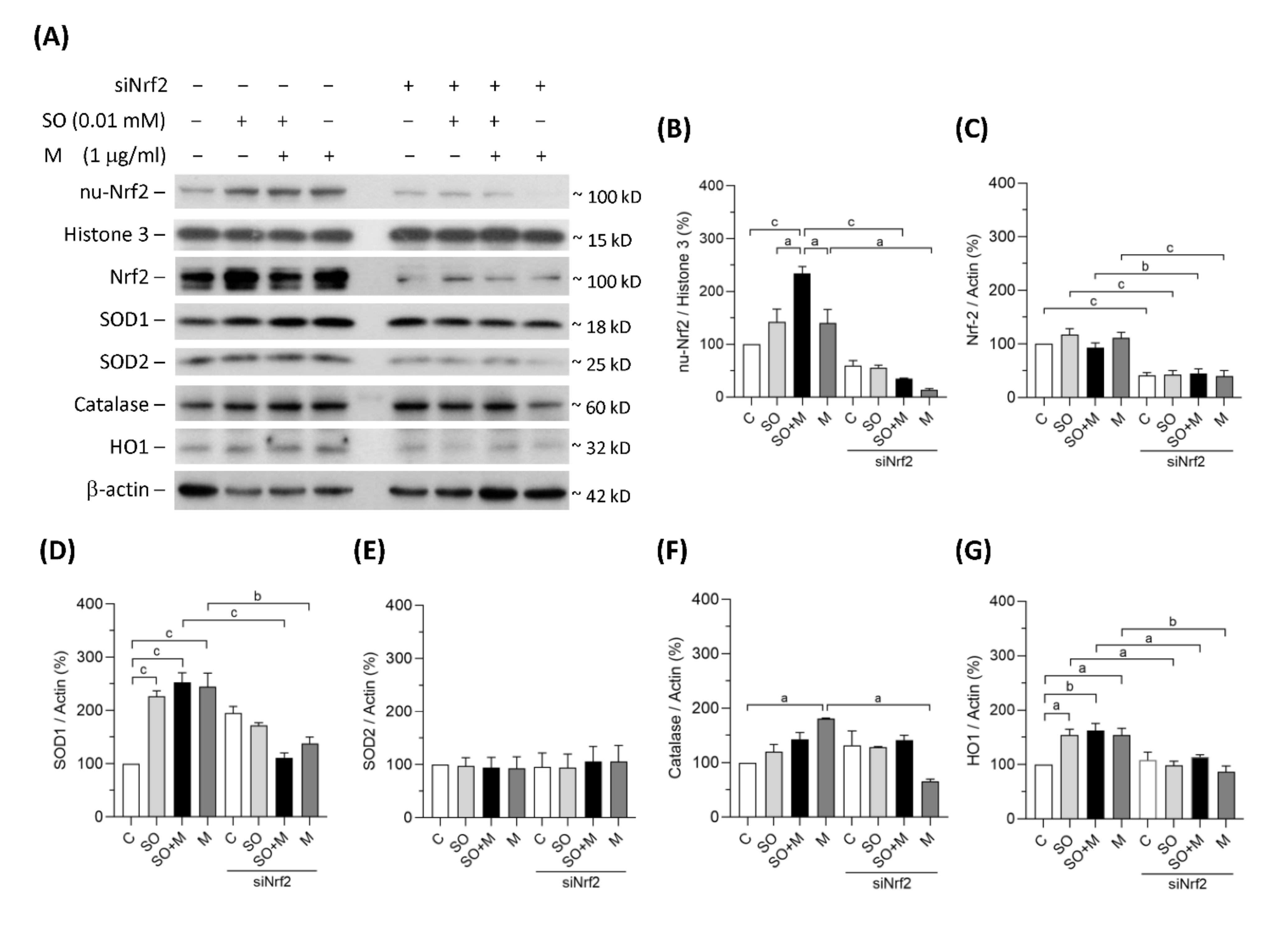 Antioxidants 10 01464 g002 Antioxidants 10 01464 g002
