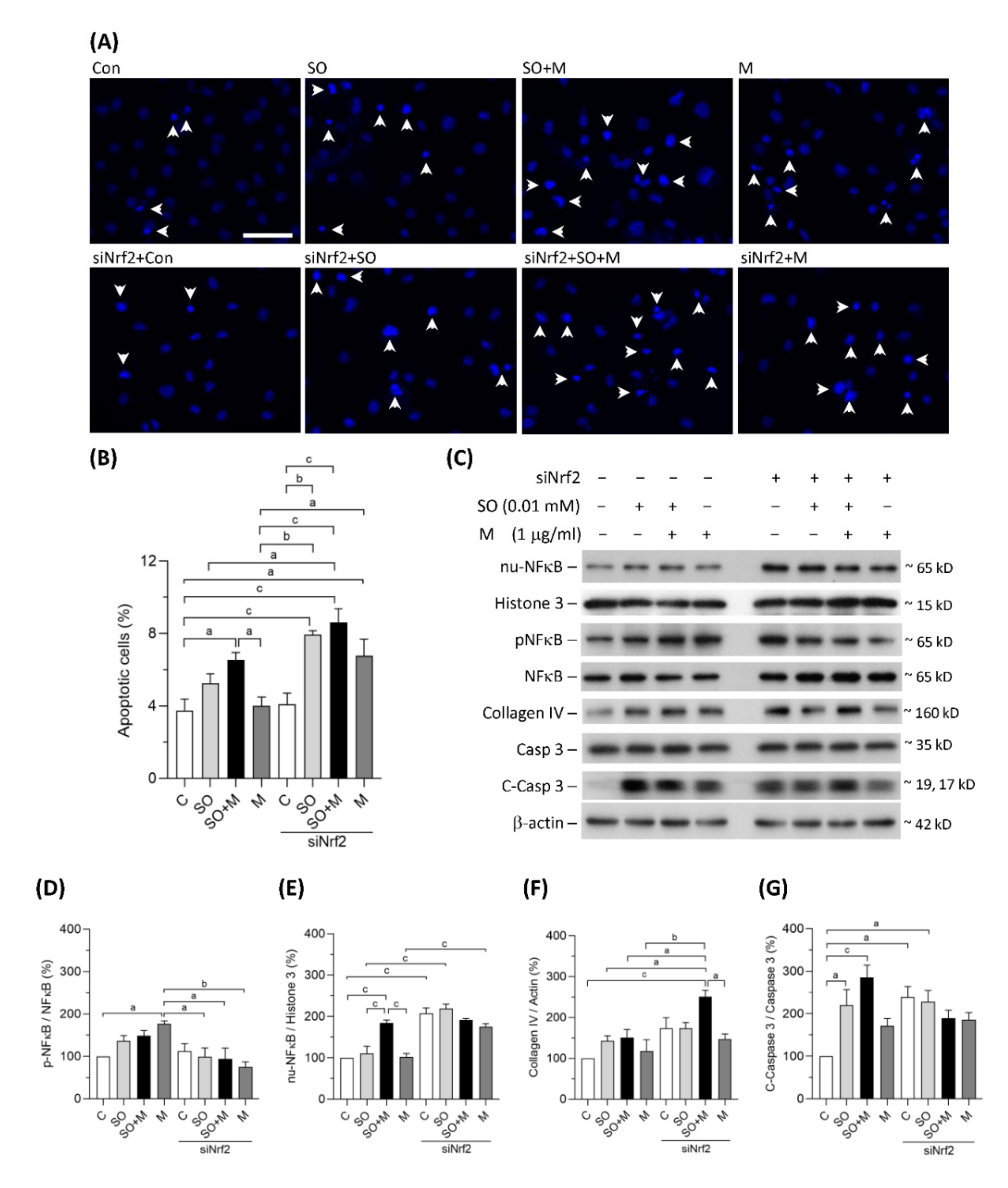 Antioxidants 10 01464 g003 Antioxidants 10 01464 g003
