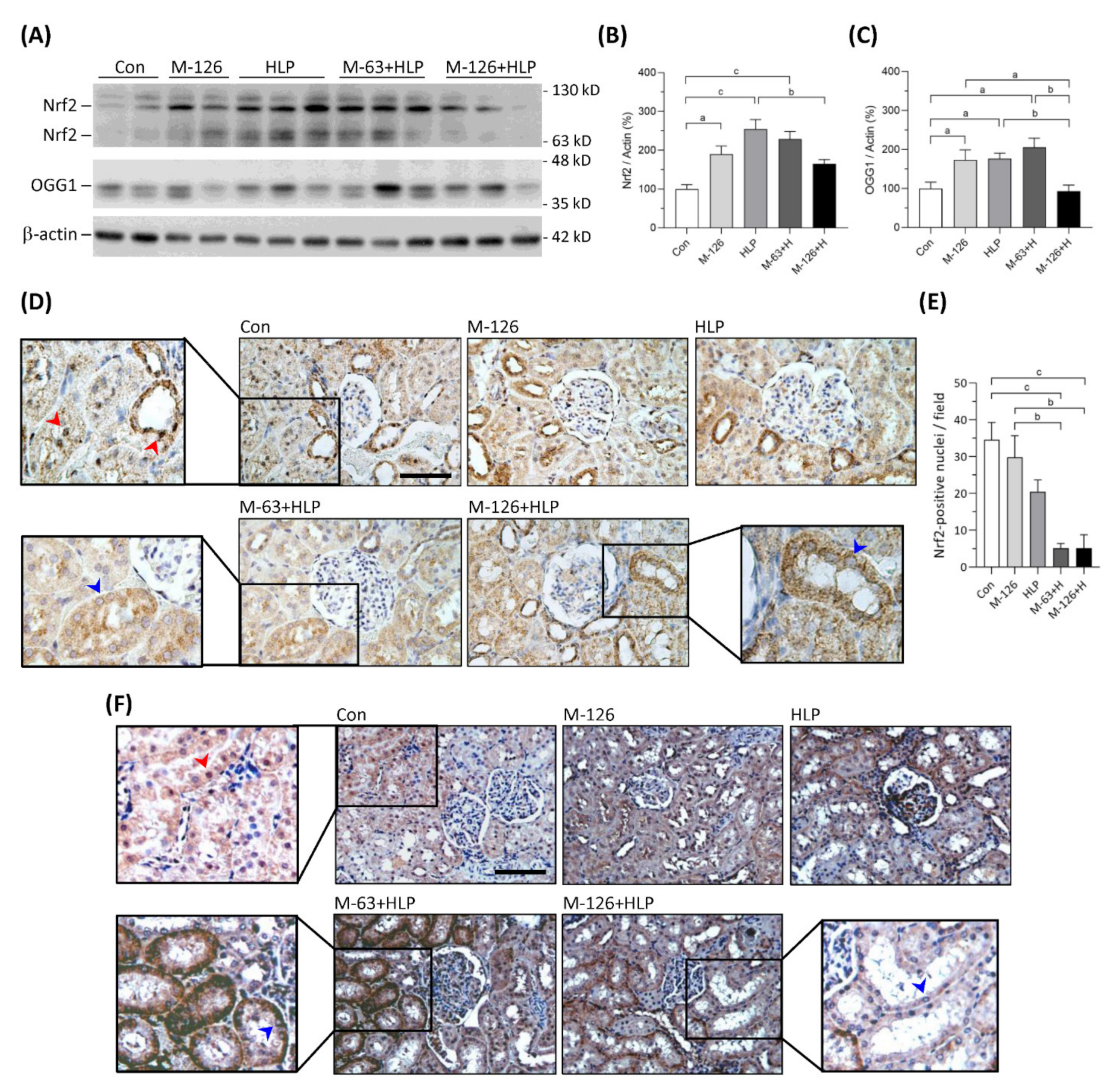 Antioxidants 10 01464 g009 Antioxidants 10 01464 g009