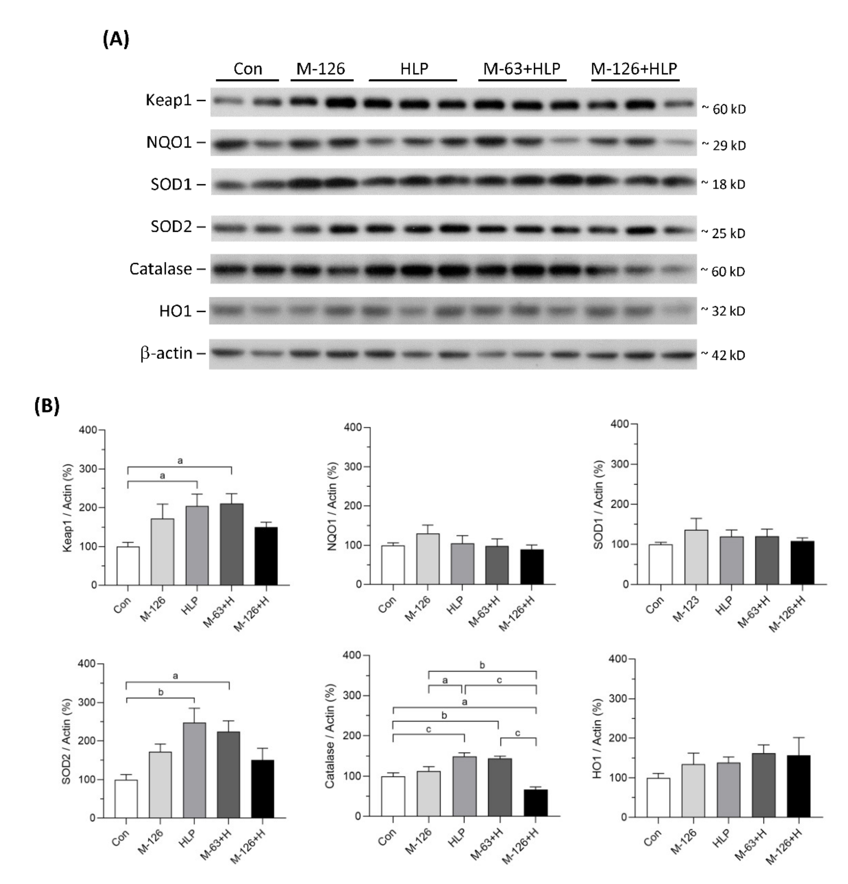 Antioxidants 10 01464 g010 Antioxidants 10 01464 g010