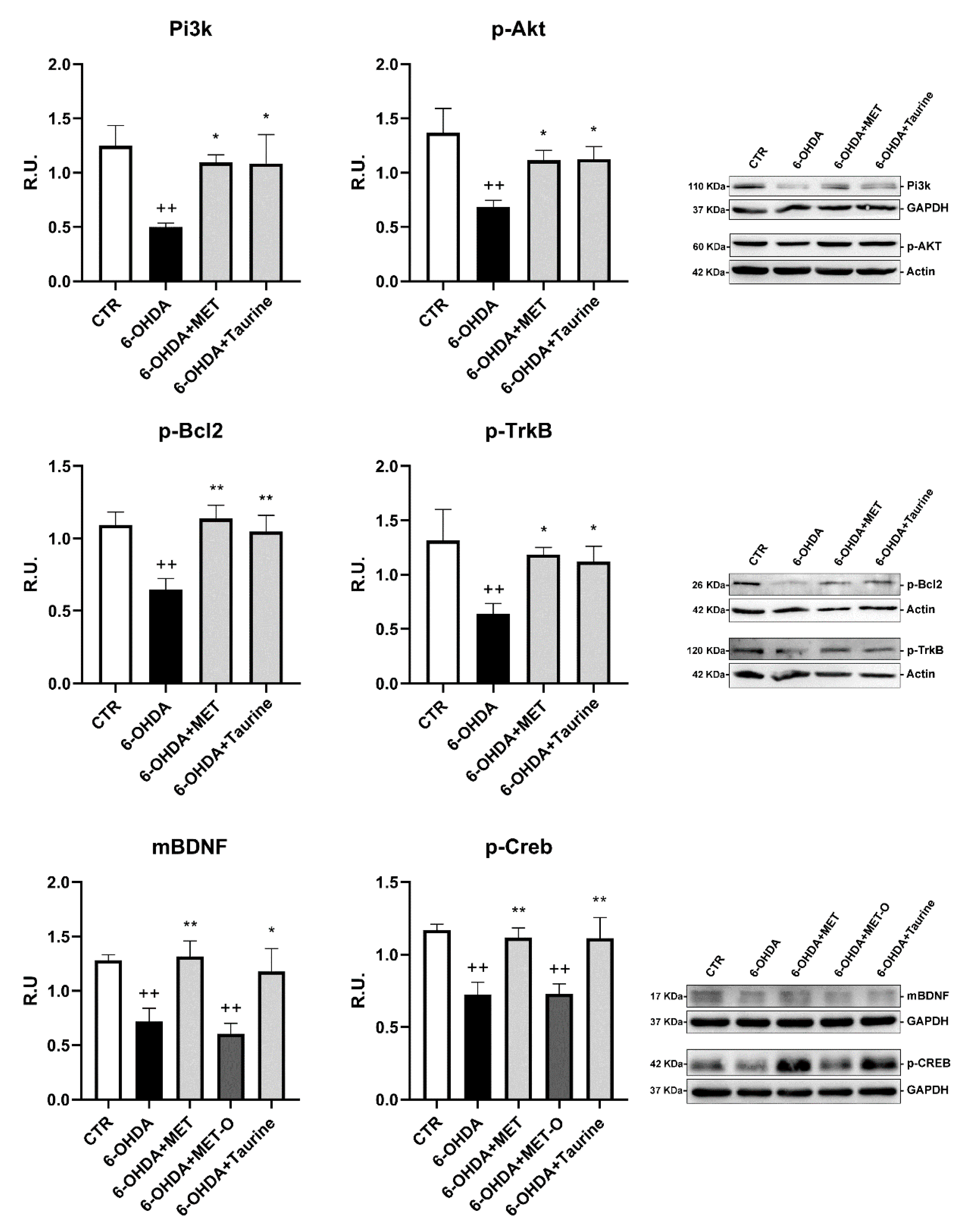 Antioxidants 10 01467 g005 Antioxidants 10 01467 g005