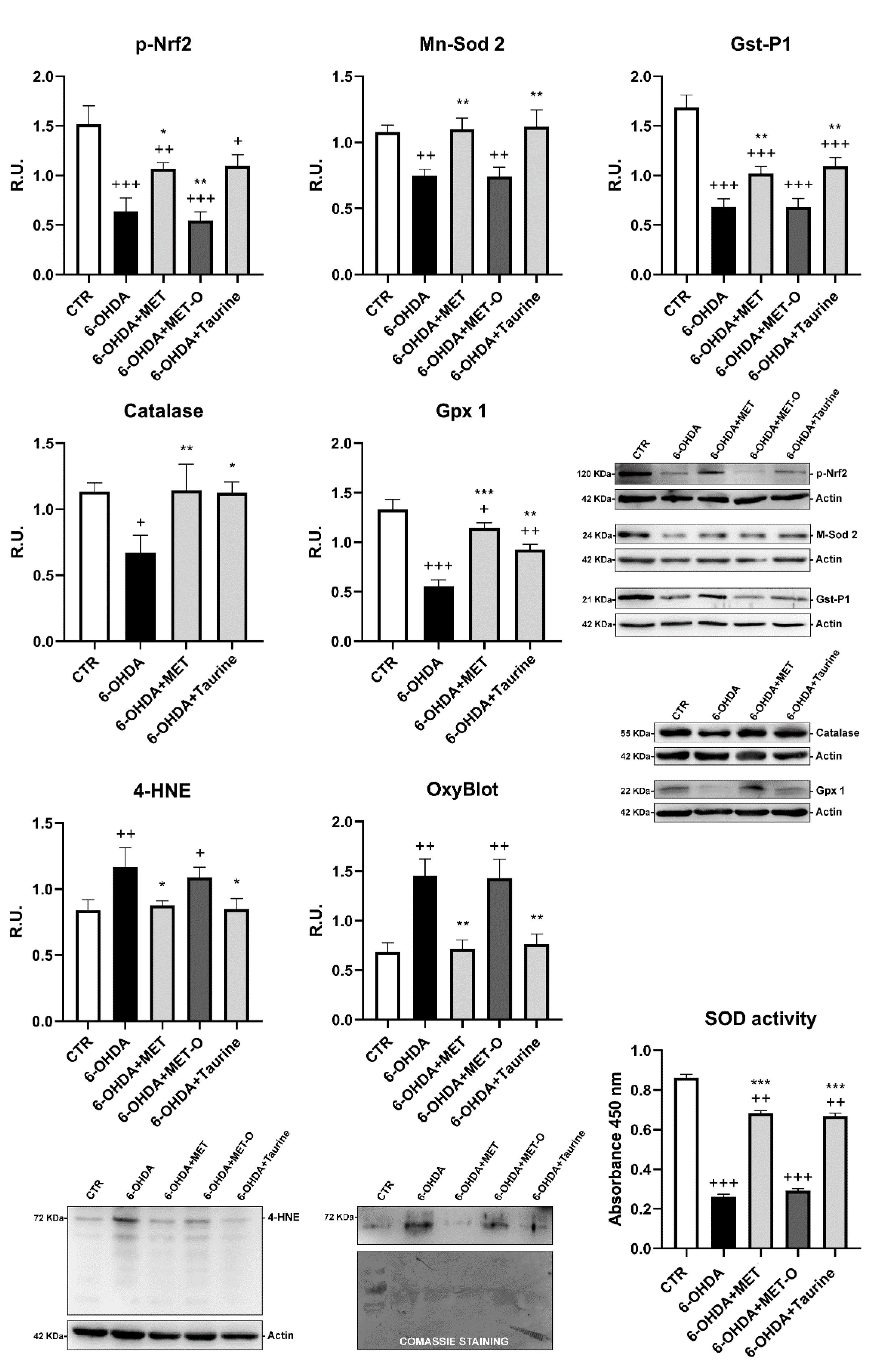 Antioxidants 10 01467 g006 Antioxidants 10 01467 g006
