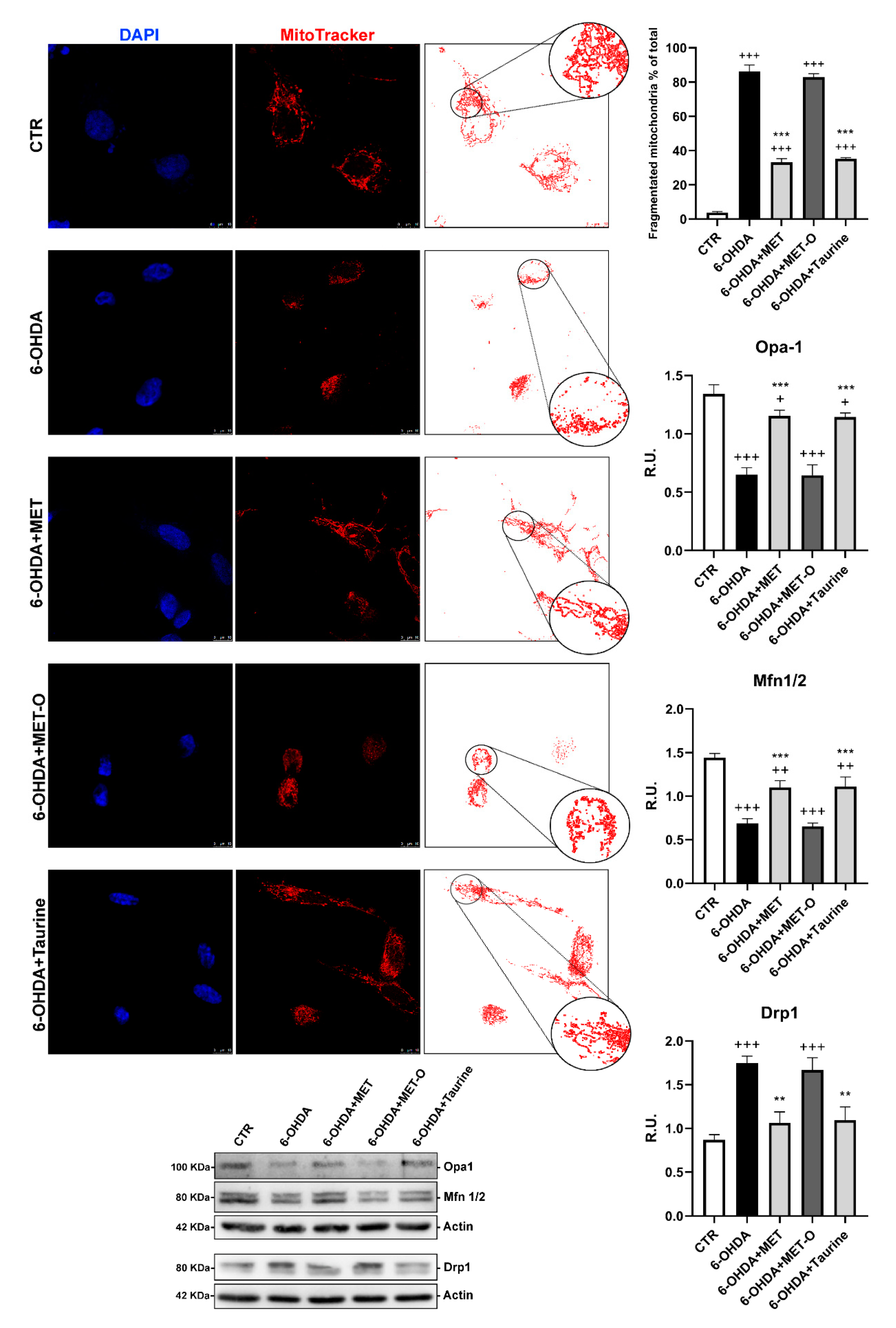 Antioxidants 10 01467 g010 Antioxidants 10 01467 g010