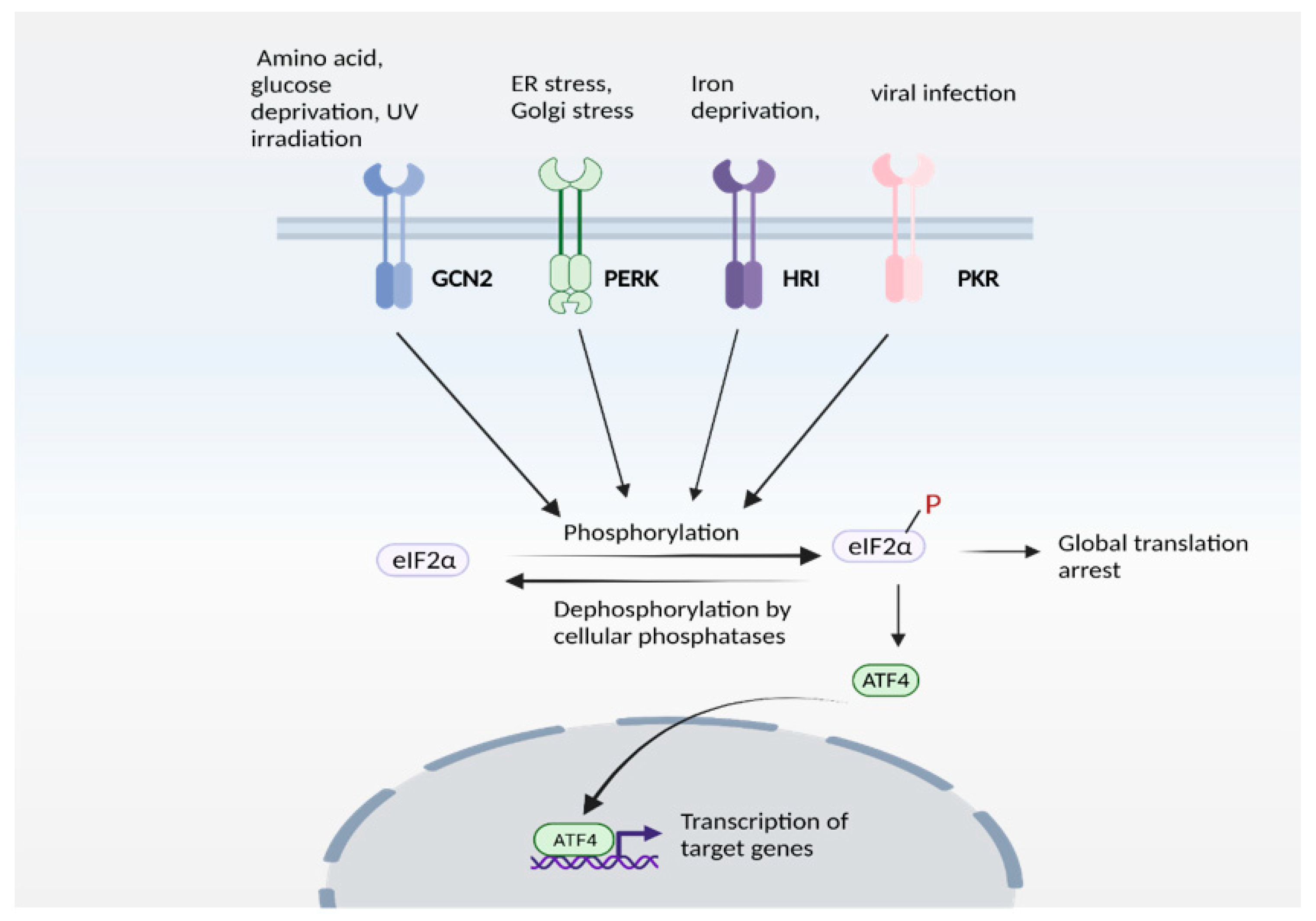 Antioxidants 10 01468 g003