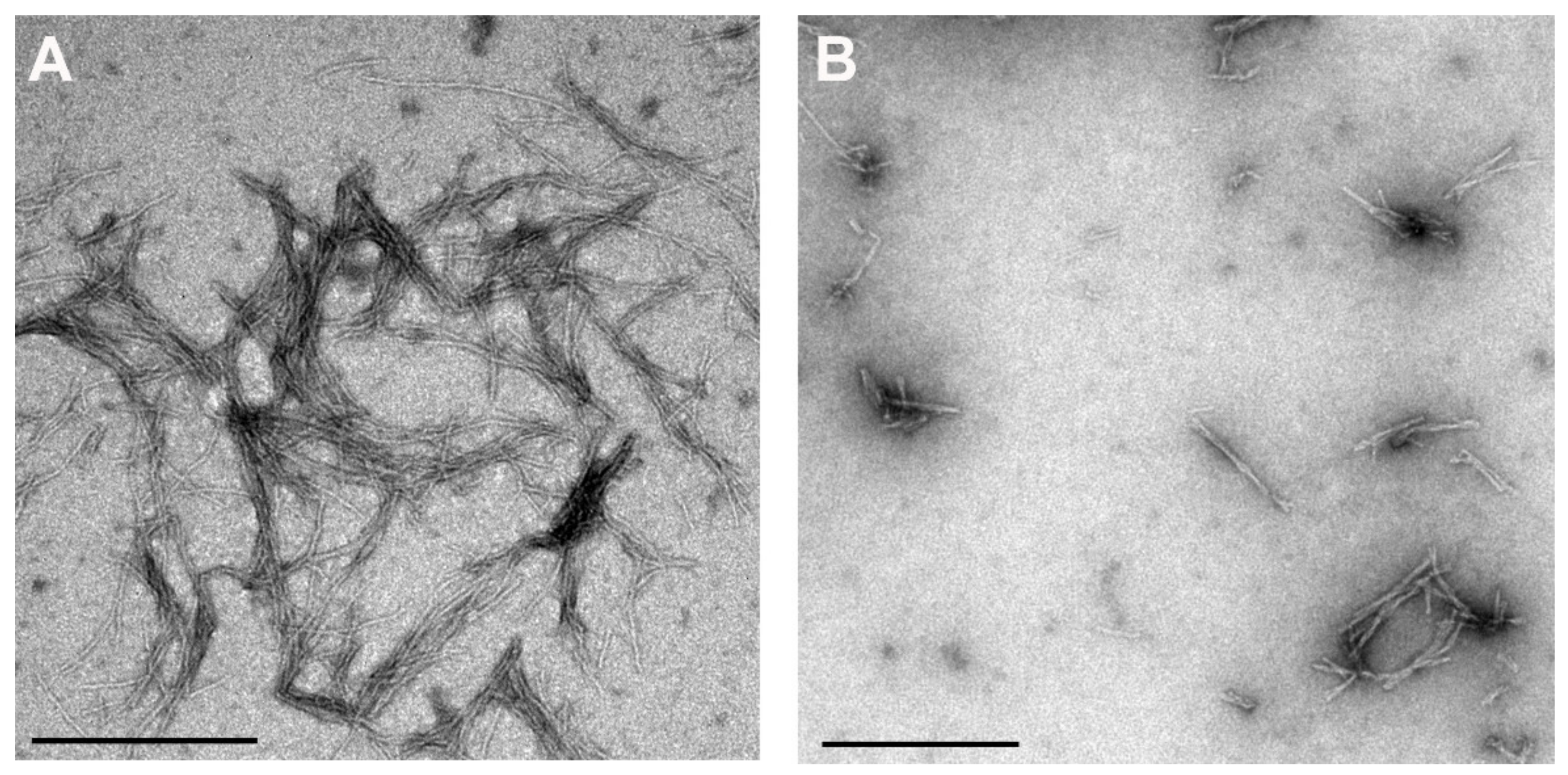 Antioxidants 10 01471 g002
