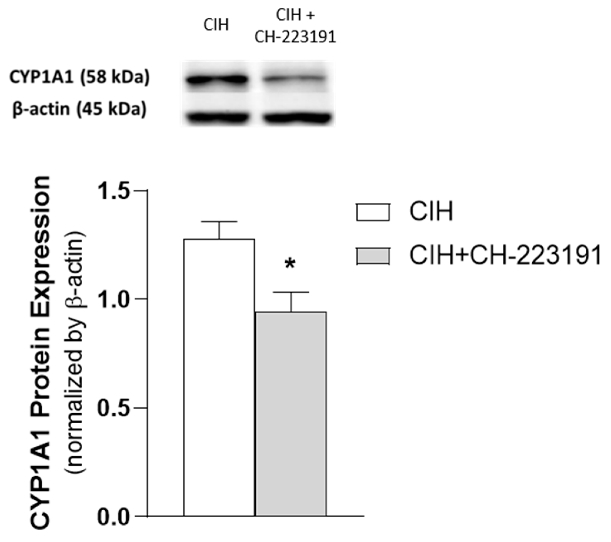 topper  Aryl Hydrocarbon Receptor and Cysteine Redox Dynamics