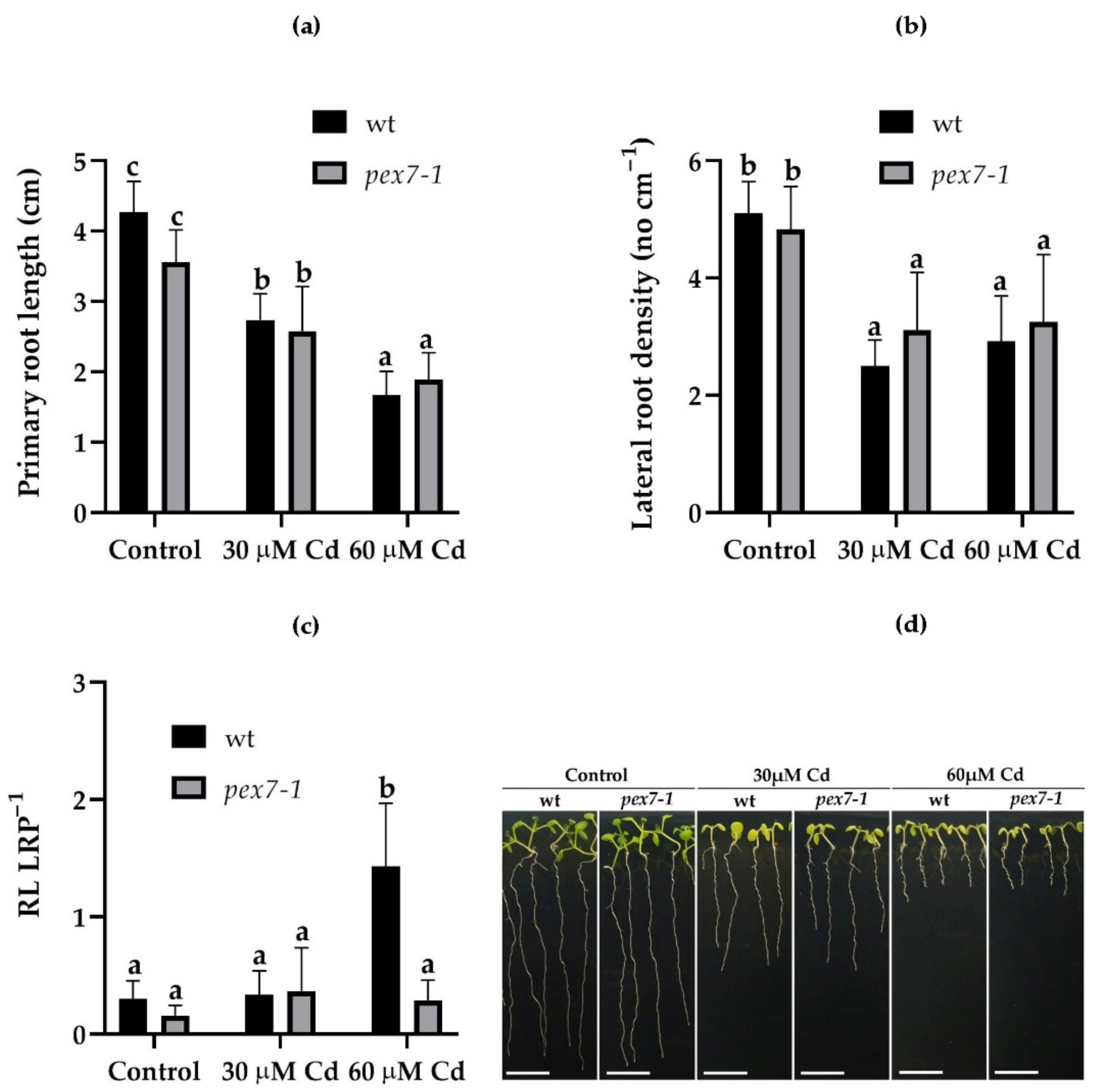 Antioxidants 10 01494 g002 Antioxidants 10 01494 g002