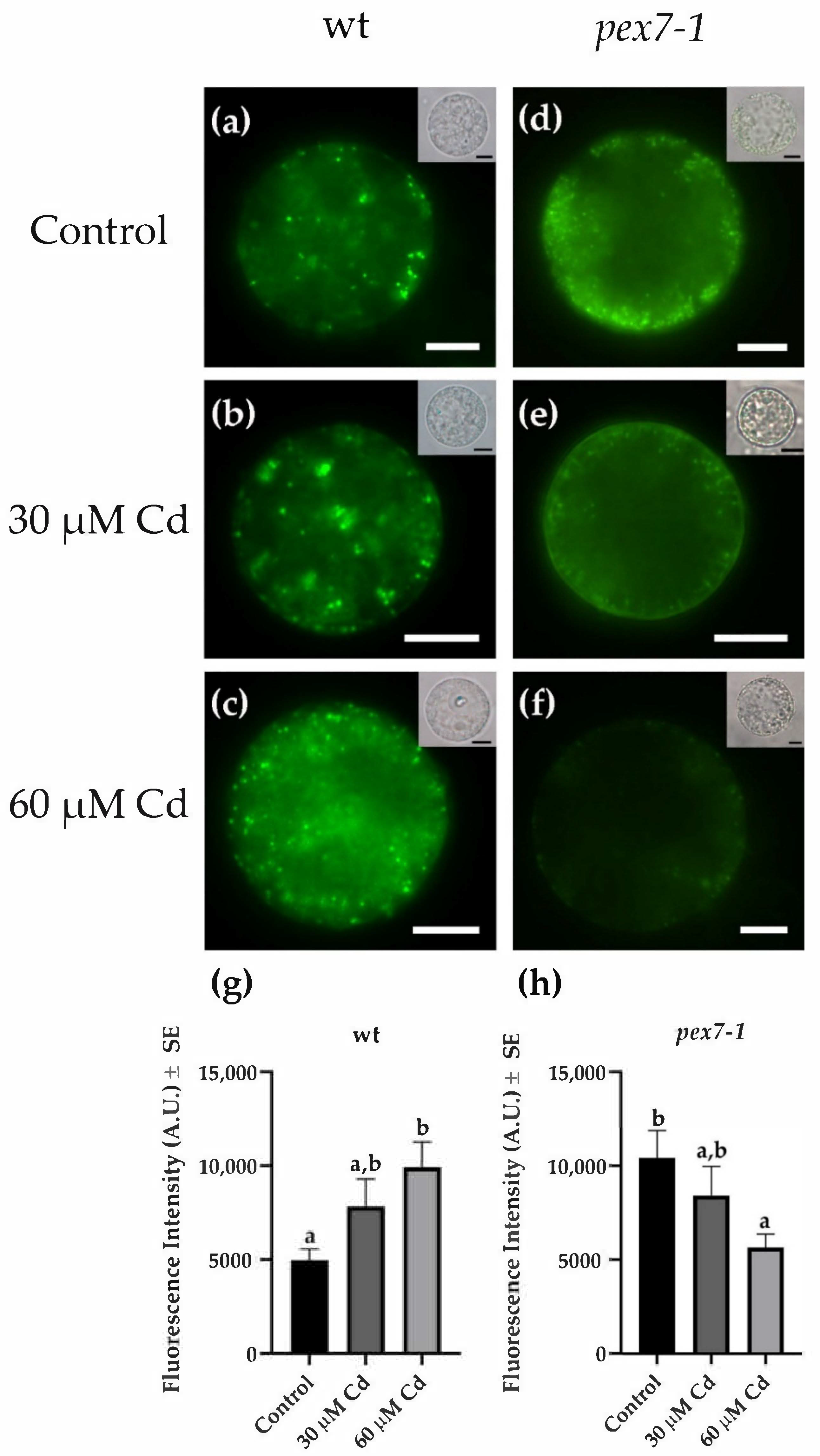 Antioxidants 10 01494 g004 Antioxidants 10 01494 g004