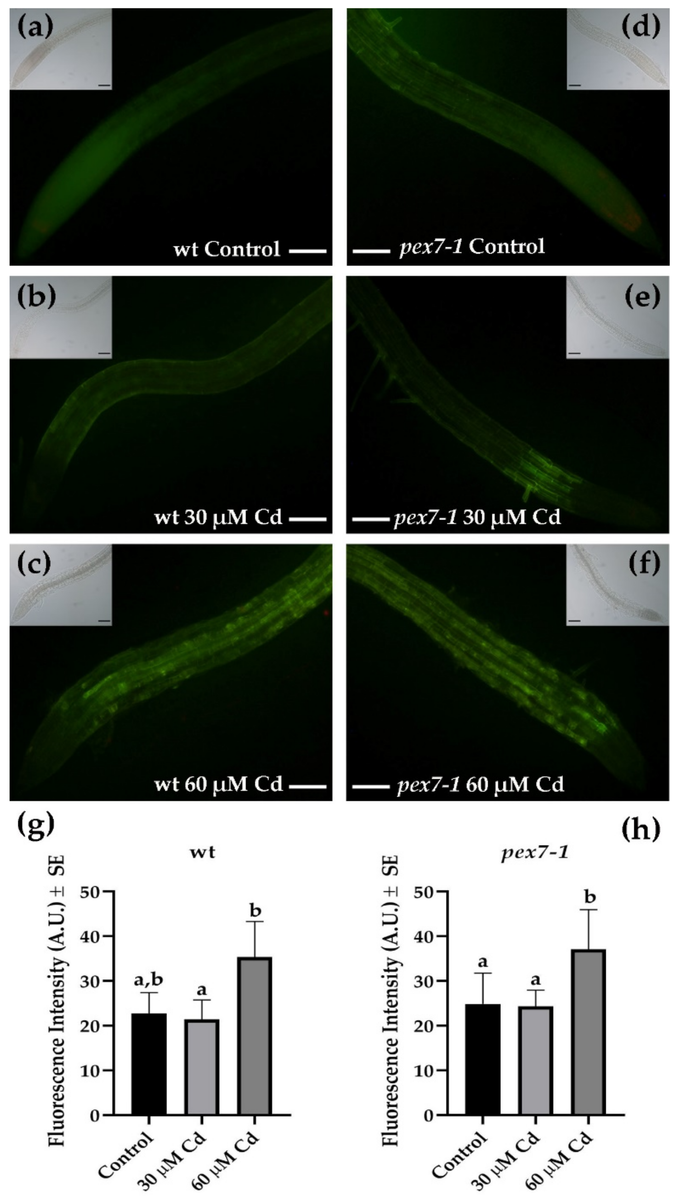 Antioxidants 10 01494 g006 Antioxidants 10 01494 g006