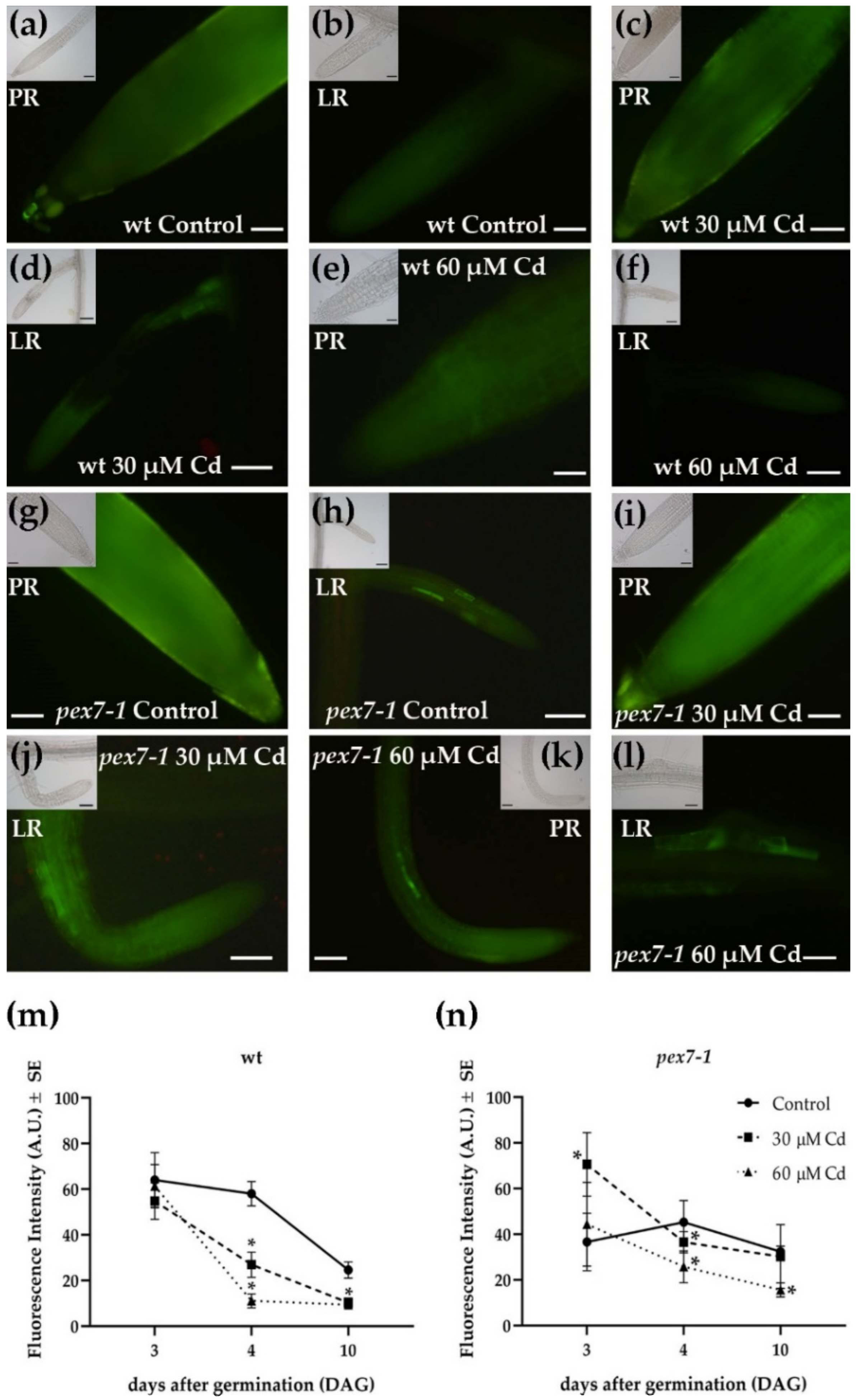 Antioxidants 10 01494 g008 Antioxidants 10 01494 g008