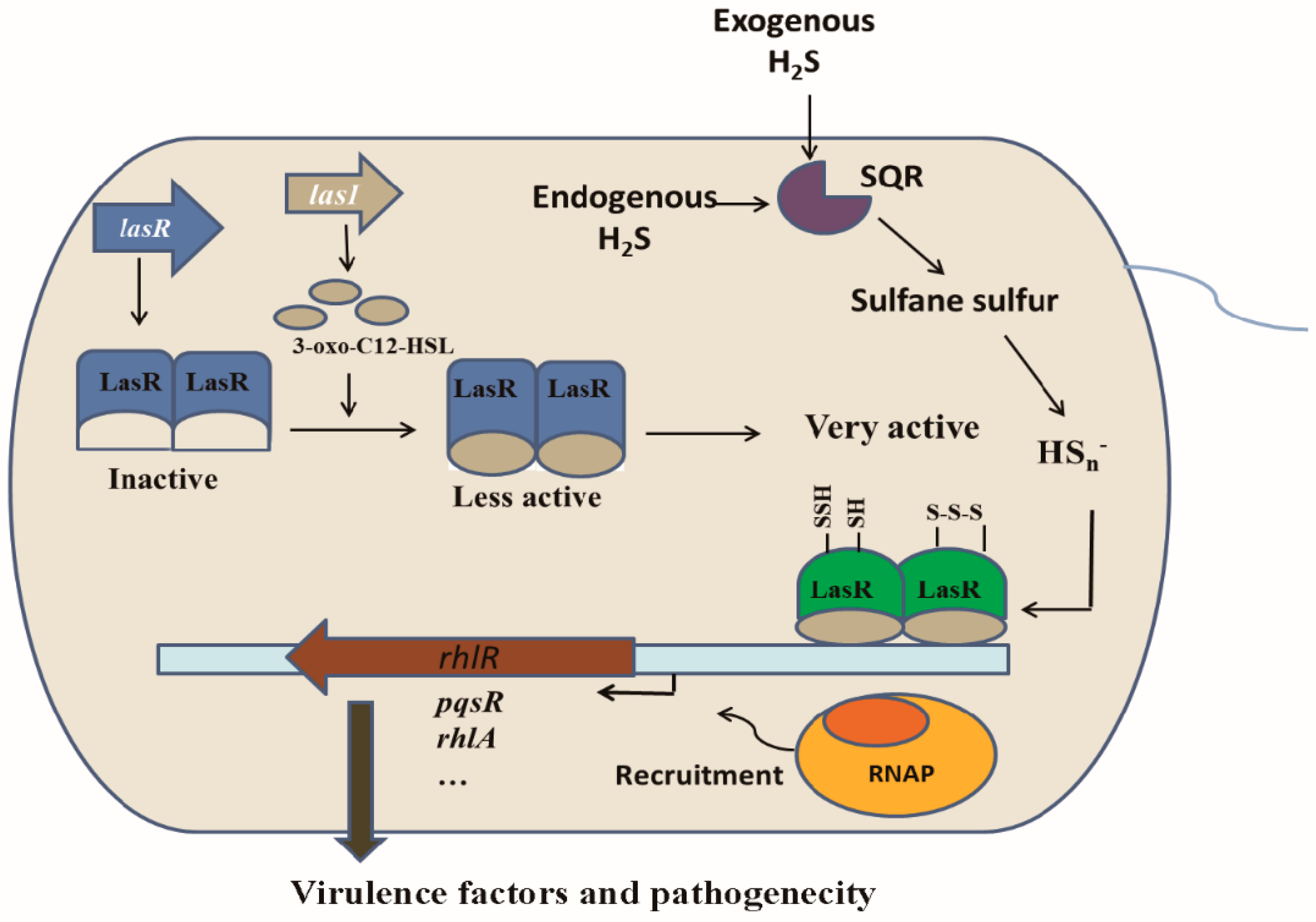 Antioxidants 10 01498 g008