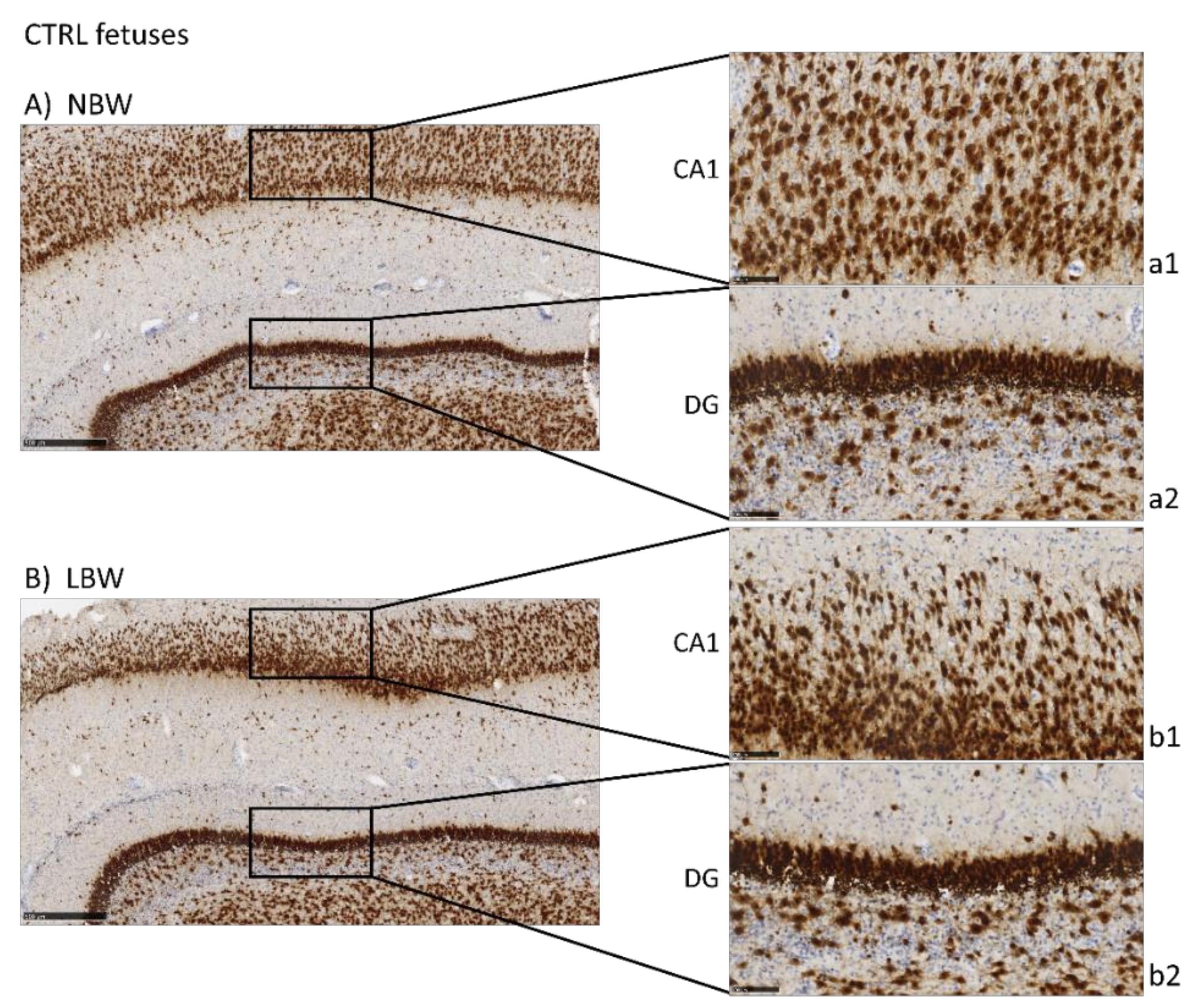 Antioxidants 10 01505 g001a 550