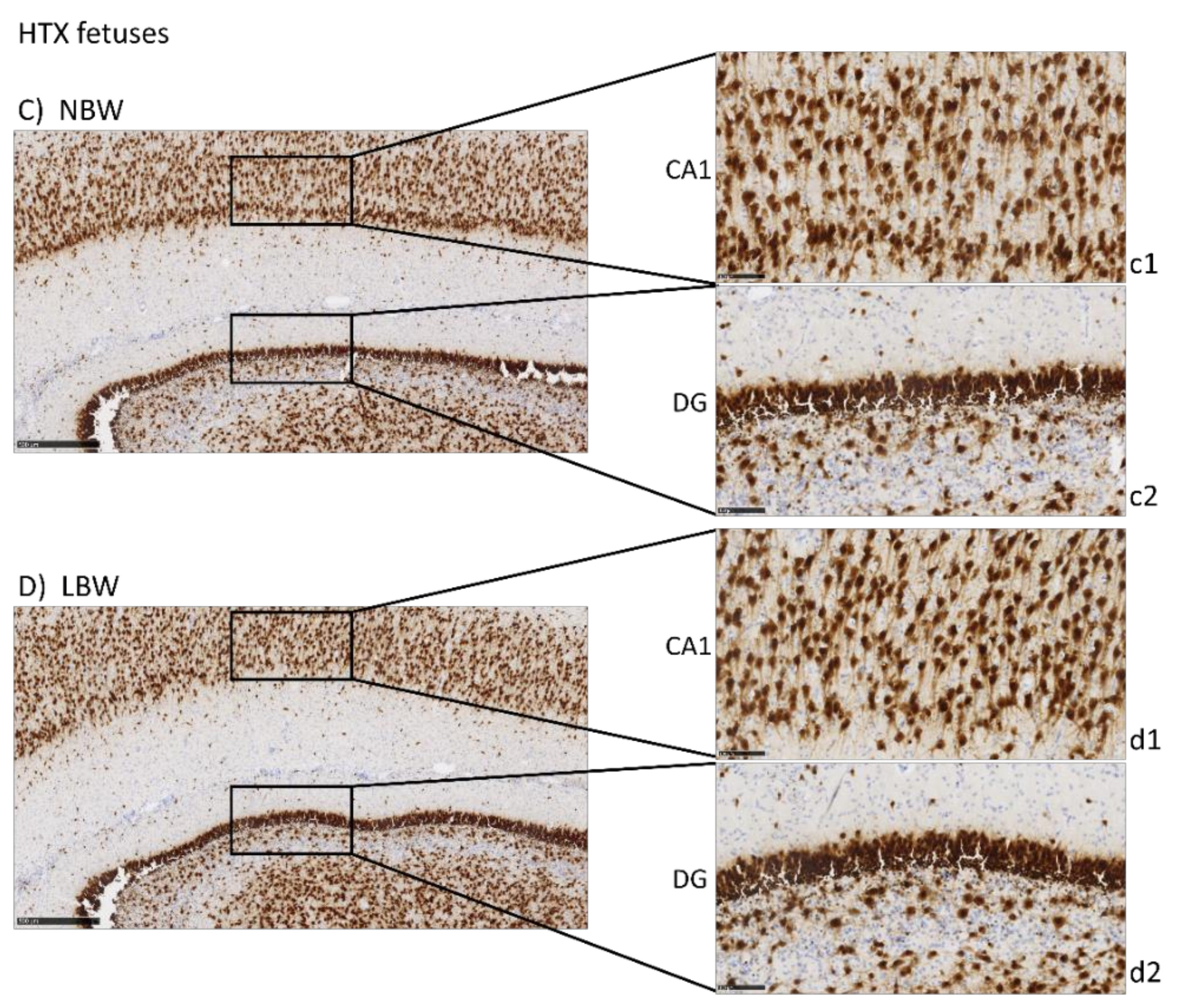 Antioxidants 10 01505 g001b 550